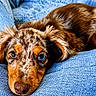 animal, blanket, blue_eye, brown_eye, canine, close_up, cute, dog, ears, fur, heterochromia, indoors, lying_down, nose, pet, portrait, puppy, resting, texture, young