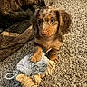 Milo joined the competition — help win amazing prizes! puppy, dog, toy, carpet, plush_toy, pet, animal, fur, cute, playful, indoors, brown, small_dog, ears, paws, looking_up, soft_toy, texture, cozy, young