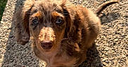 Milo is registered to the contest to win money with this photo: puppy, dog, blue_eyes, fur, outdoor, sunlight, shadow, texture, stone, cute, pet, animal, small, young, looking_up, ears, whiskers, nose, tail, adorable