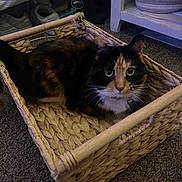Cici joined the competition — help win amazing prizes! animal, basket, calico_cat, carpet, cat, cozy, domestic, ears, eyes, floor, fur, furniture, home, indoor, looking, pet, relaxed, sitting, whiskers, woven_basket