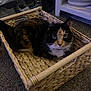 animal, basket, calico_cat, carpet, cat, cozy, domestic, ears, eyes, floor, fur, furniture, home, indoor, looking, pet, relaxed, sitting, whiskers, woven_basket