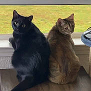 Sushi-Lola is registered to the contest to win money with this photo: cats, black_cat, tabby_cat, felines, pets, sitting, windowsill, indoors, window, grass, two_animals, animal_portrait, alert, short_hair, fur, whiskers, ears, tail, home, daylight