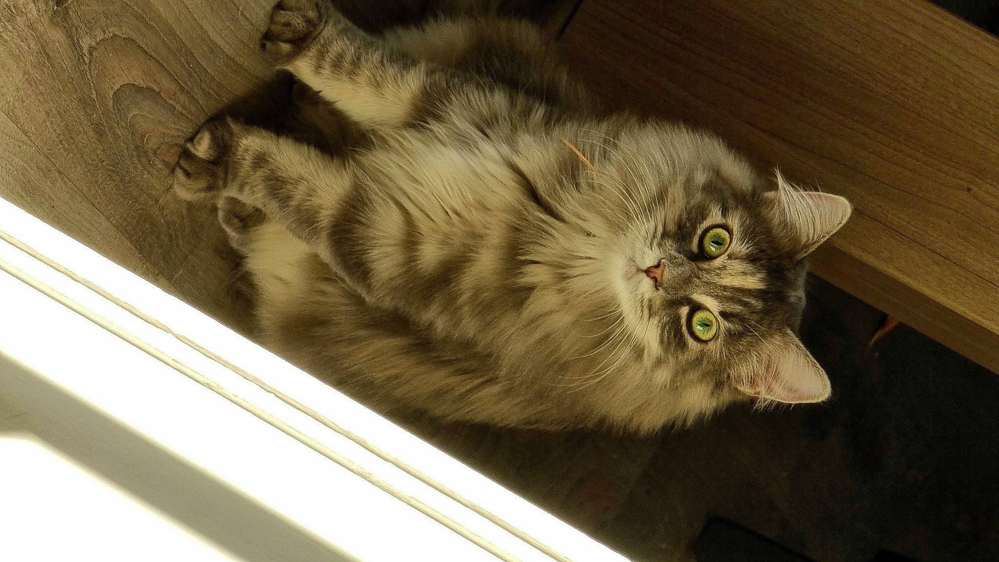 Saphir a rejoint le concours — aidez-le/la à gagner de superbes lots ! carnivore, cat, claw, comfort, domestic_short_haired_cat, fawn, felidae, fur, grey, hardwood, paw, small_to_medium_sized_cats, tail, terrestrial_animal, whiskers, wood