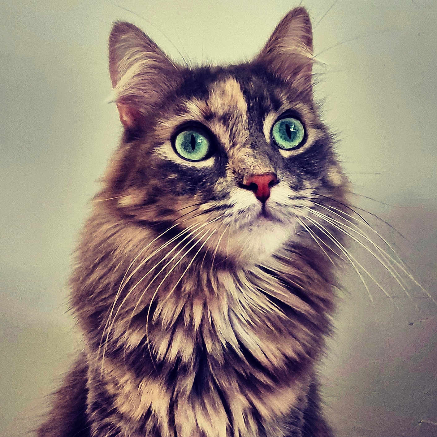 Saphir a rejoint le concours — aidez-le/la à gagner de superbes lots ! abyssinian, angora, animal, art, bodypart, brasssection, cat, drawing, face, head, horn, kitten, manx, mouth, musicalinstrument, person, pet, photography, portrait, snout