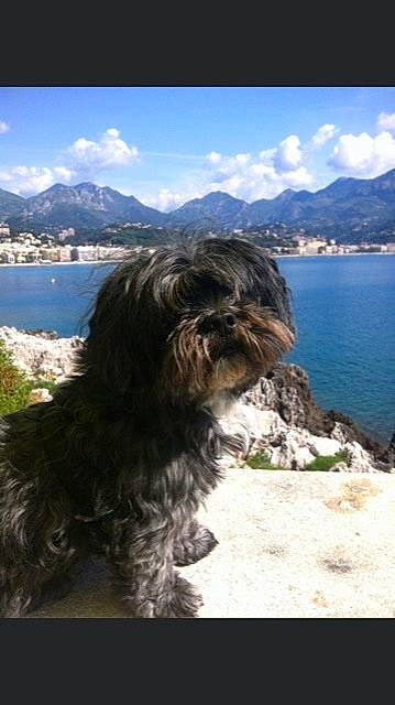 Loulou a rejoint le concours — aidez-le/la à gagner de superbes lots ! blue, canidae, carnivore, cloud, companion_dog, dog, dog_breed, highland, hill, lake, liver, mountain, mountainous_landforms, plant, sky, small_terrier, sporting_group, terrier, toy_dog, water