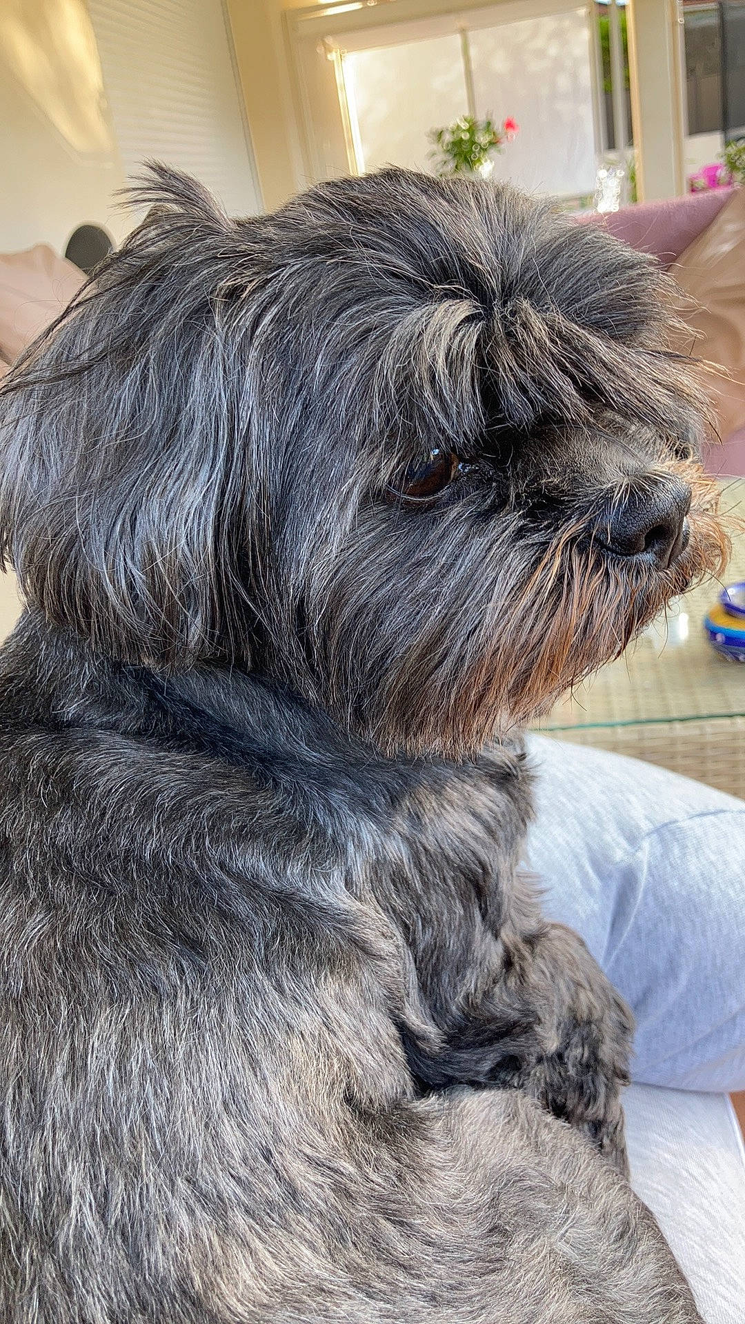 Loulou a rejoint le concours — aidez-le/la à gagner de superbes lots ! canidae, carnivore, comfort, companion_dog, dog, dog_breed, dog_supply, ear, fur, liver, shih_poo, small_terrier, snout, sporting_group, tail, terrestrial_animal, terrier, toy_dog, whiskers, working_animal