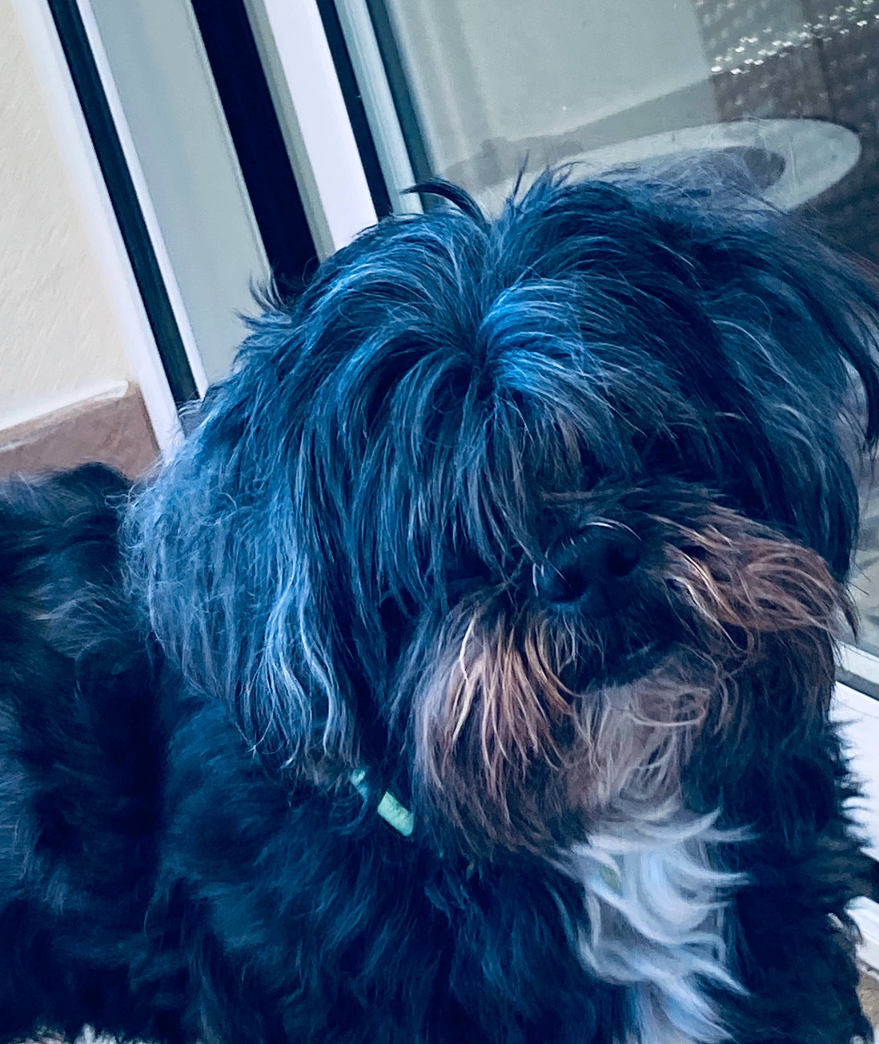 Loulou participe au concours pour gagner de l'argent avec cette photo : azure, biewer_terrier, canidae, carnivore, companion_dog, dog, dog_breed, dog_supply, electric_blue, fur, liver, maltepoo, small_terrier, snout, sporting_group, tail, terrier, toy_dog, working_animal, yorkipoo