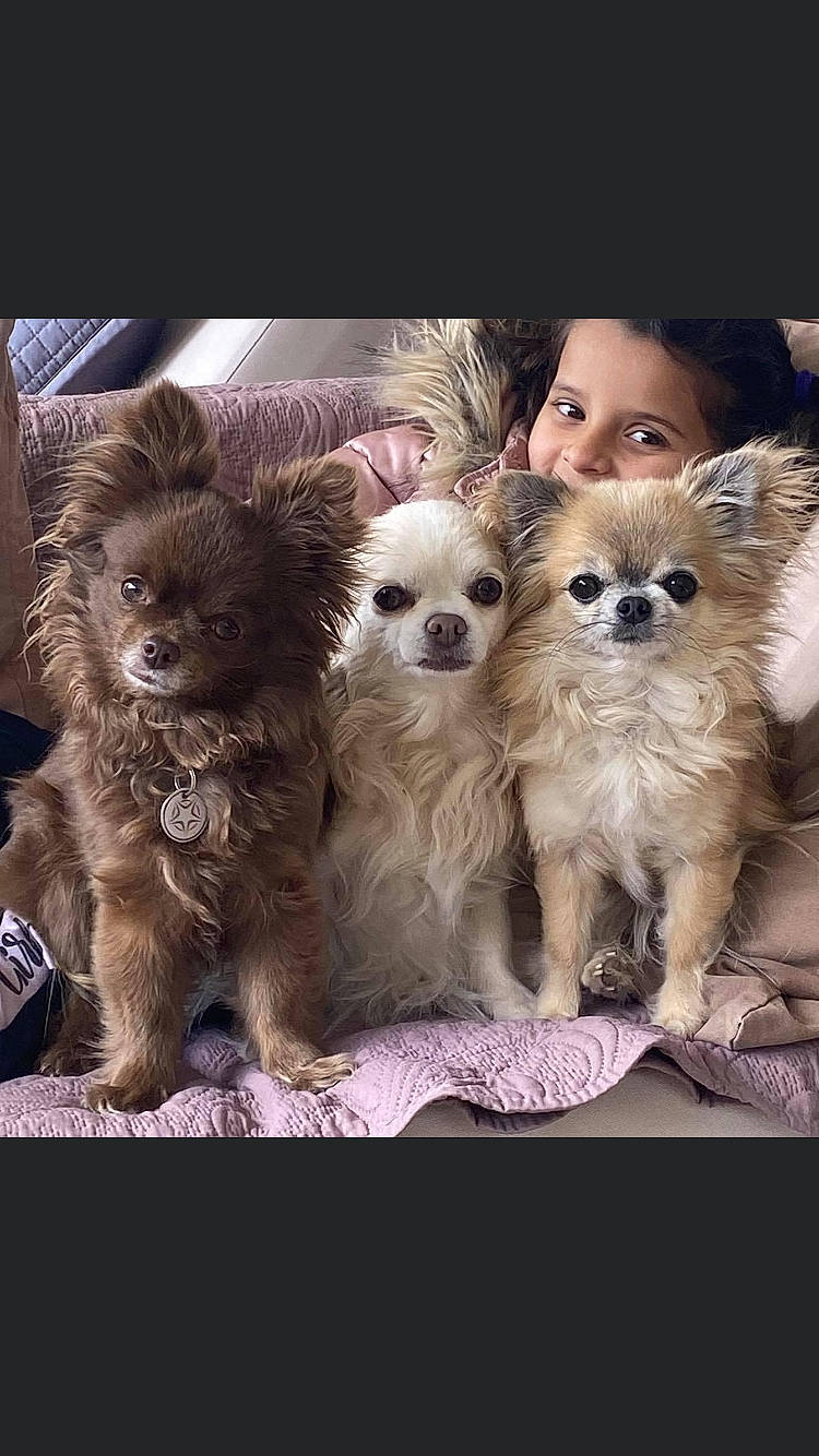 Nutella participe au concours pour gagner de l'argent avec cette photo : canidae, carnivore, companion_dog, dog, dog_breed, dog_supply, eyelash, fashion_accessory, fawn, fur, pet_supply, photo_caption, smile, snout, sporting_group, sunglasses, toy, toy_dog, whiskers, working_animal