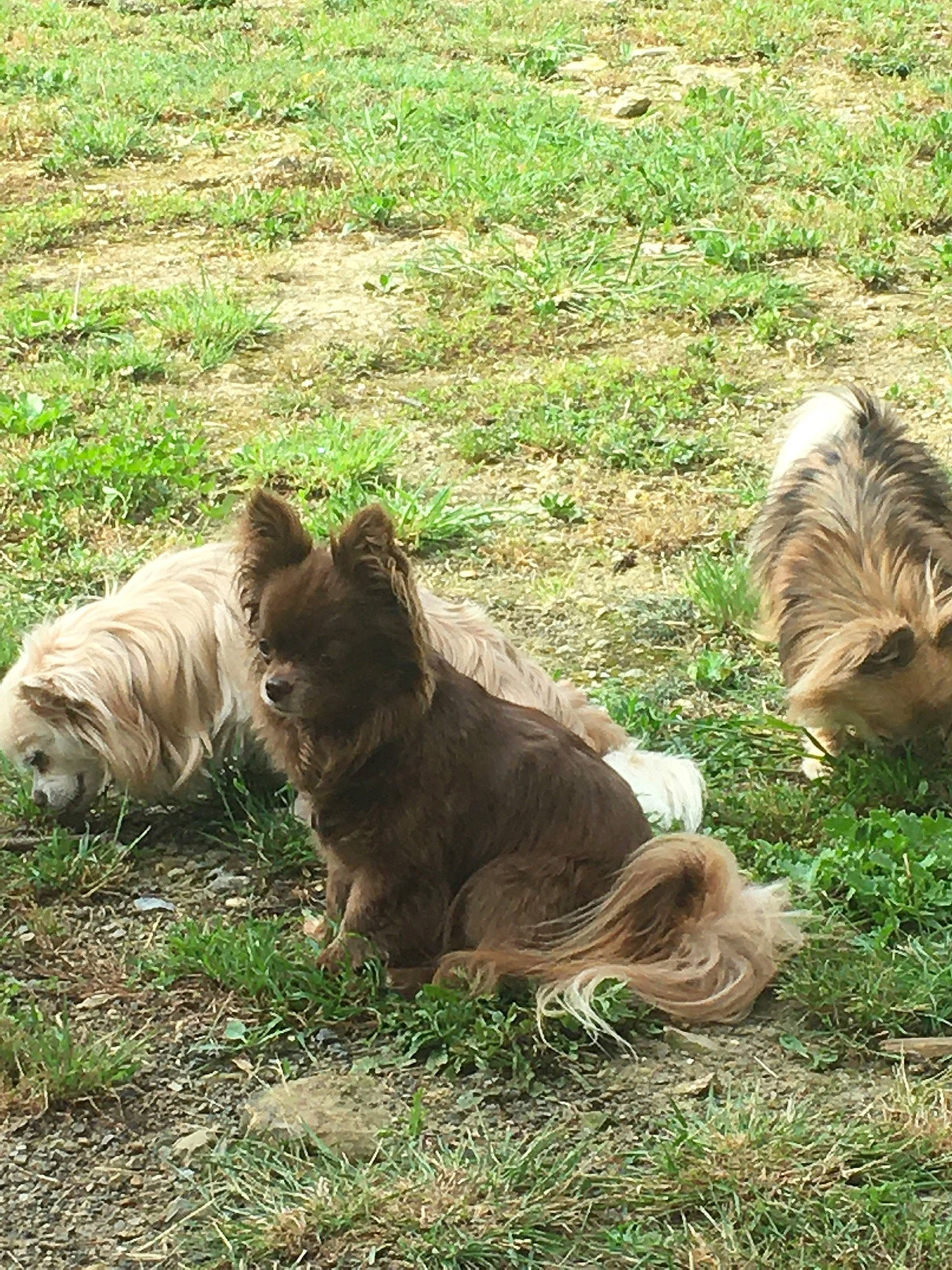 Nutella participe au concours pour gagner de l'argent avec cette photo : big_cats, canidae, carnivore, companion_dog, dog_breed, fawn, felidae, fur, grass, grassland, groundcover, lion, liver, pasture, plant, snout, sporting_group, terrestrial_animal, terrier, wildlife