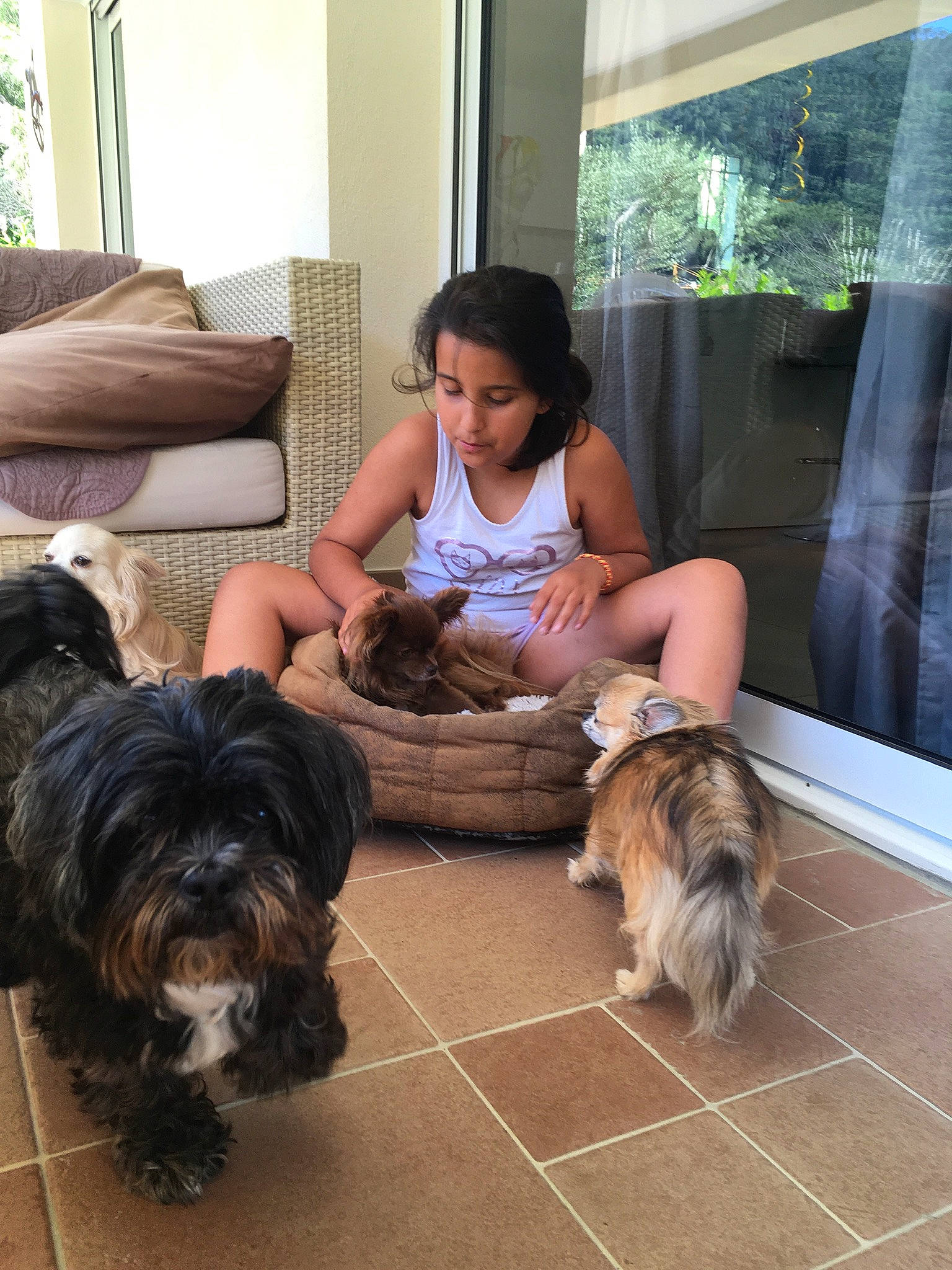 Nutella a rejoint le concours — aidez-le/la à gagner de superbes lots ! canidae, carnivore, comfort, companion_dog, curtain, dog, dog_breed, fawn, felidae, flooring, fur, liver, mammal, sitting, small_terrier, sporting_group, terrier, toy_dog, window, working_animal