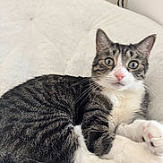 Woody is registered to the contest to win money with this photo: alert, animal, cat, closeup, comfortable, curled_tail, domestic_cat, feline, fluffy_cushion, fur, indoor, pet, pink_nose, relaxed, sitting, tabby, whiskers, white_chest, white_paws, wide_eyes