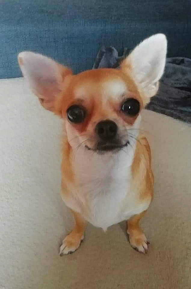 Babou participe au concours pour gagner de l'argent avec cette photo : canidae, carnivore, chihuahua, companion_dog, corgi_chihuahua, dog, dog_breed, dog_supply, ear, eye, fawn, fur, head, small_terrier, snout, sporting_group, terrestrial_animal, toy_dog, whiskers, working_animal