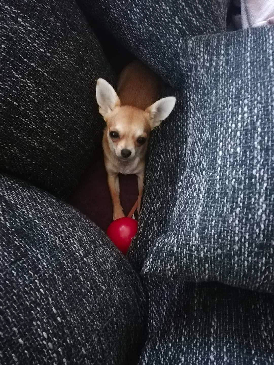 Babou a rejoint le concours — aidez-le/la à gagner de superbes lots ! carmine, carnivore, chihuahua, companion_dog, denim, dog, dog_breed, dog_supply, ear, fawn, fur, grey, russkiy_toy, snout, sporting_group, tail, toy_dog, whiskers, wood, working_animal