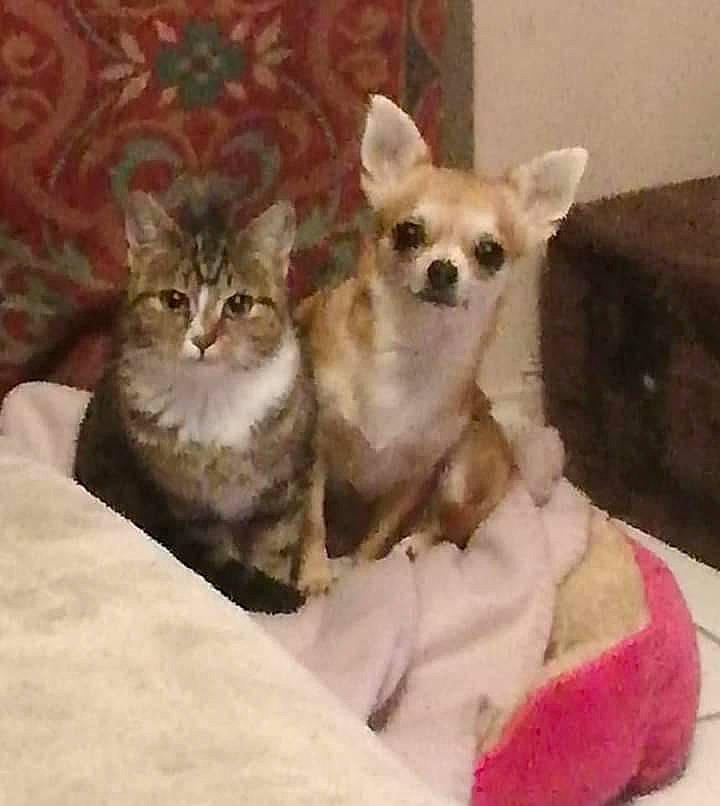 Babou a rejoint le concours — aidez-le/la à gagner de superbes lots ! canidae, carnivore, cat, cat_supply, chihuahua, comfort, companion_dog, dog, dog_breed, dog_supply, fawn, felidae, fur, paw, pet_supply, small_to_medium_sized_cats, snout, tail, toy_dog, whiskers