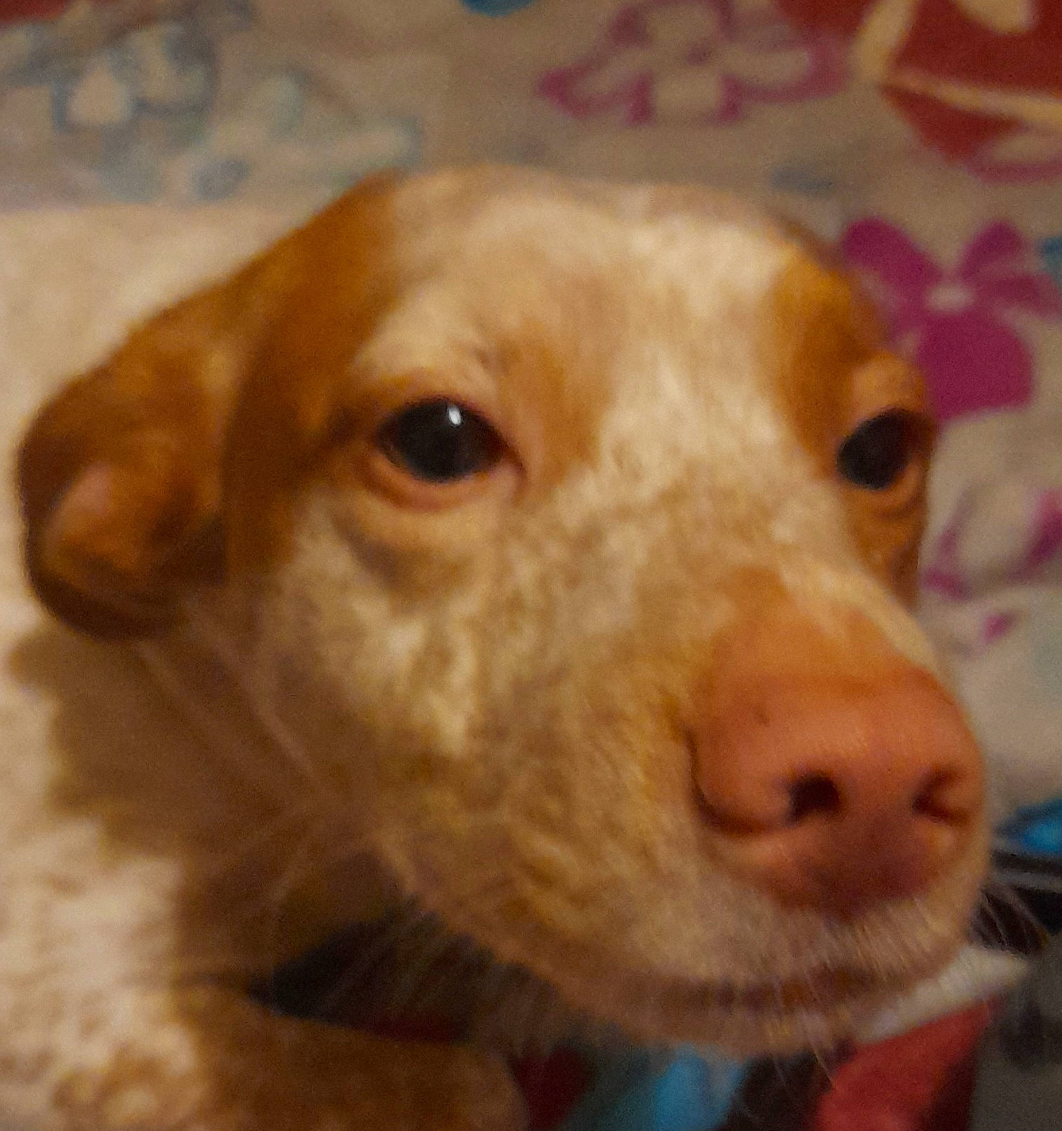 Tania a rejoint le concours — aidez-le/la à gagner de superbes lots ! canidae, carnivore, companion_dog, dog, dog_breed, ear, fawn, fur, hunting_dog, liver, puppy, retriever, selfie, smile, sporting_group, street_dog, whiskers, wood, working_animal