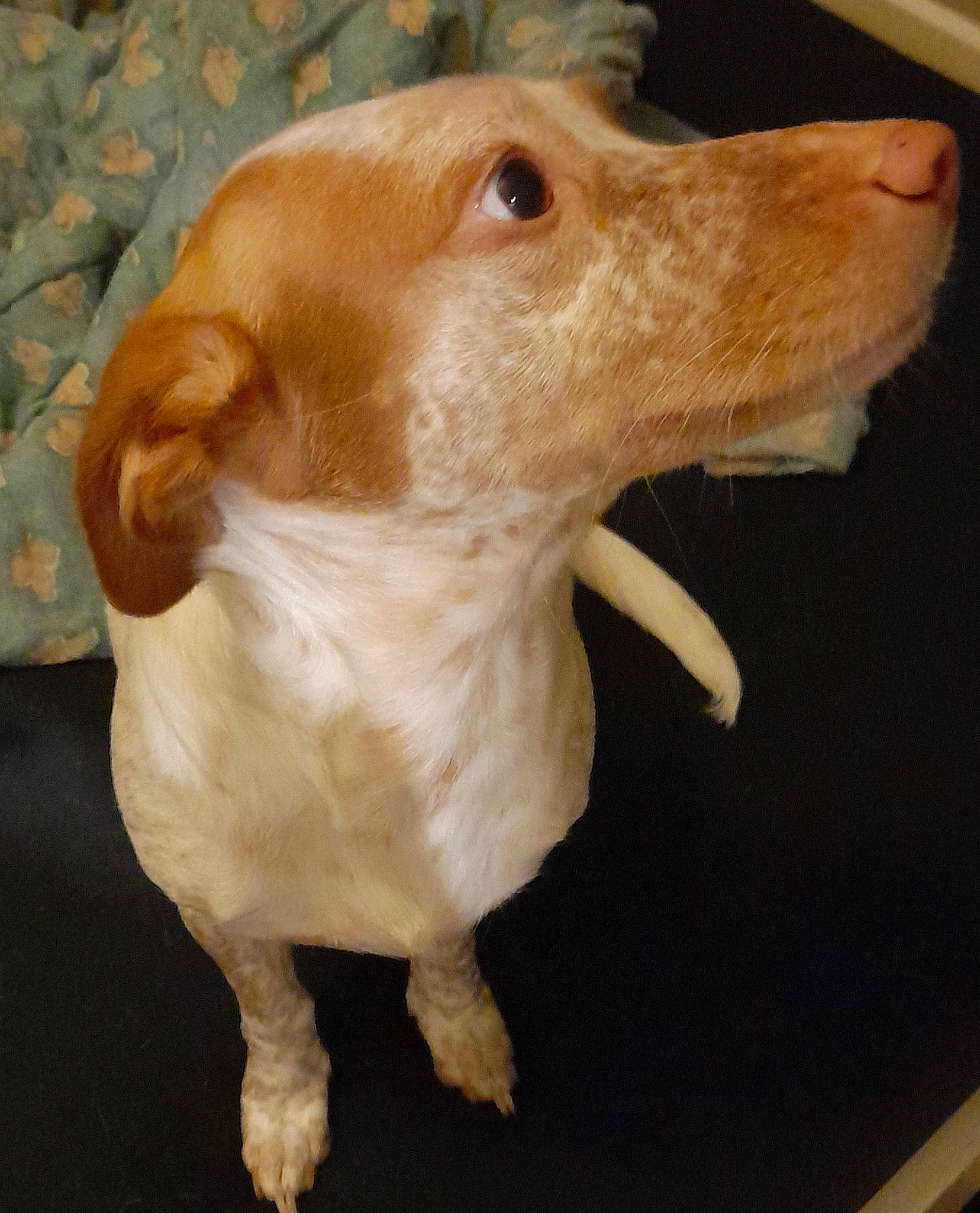 Tania participe au concours pour gagner de l'argent avec cette photo : carnivore, collar, companion_dog, dog, dog_breed, ear, fawn, fur, liver, pet_supply, puppy, retriever, snout, sporting_group, tail, terrestrial_animal, toy, whiskers, wood, working_animal