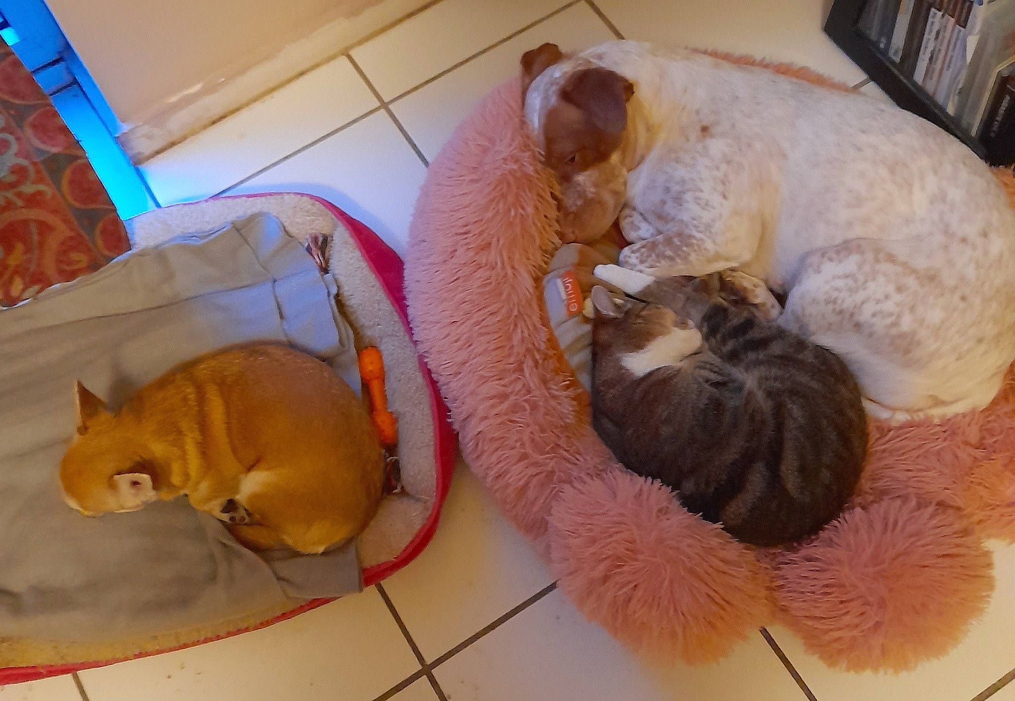 Lilly participe au concours pour gagner de l'argent avec cette photo : canidae, carnivore, cat, comfort, companion_dog, dog, dog_breed, fawn, felidae, flooring, fur, hardwood, pet_supply, shelf, small_to_medium_sized_cats, snout, sporting_group, tail, whiskers, wood