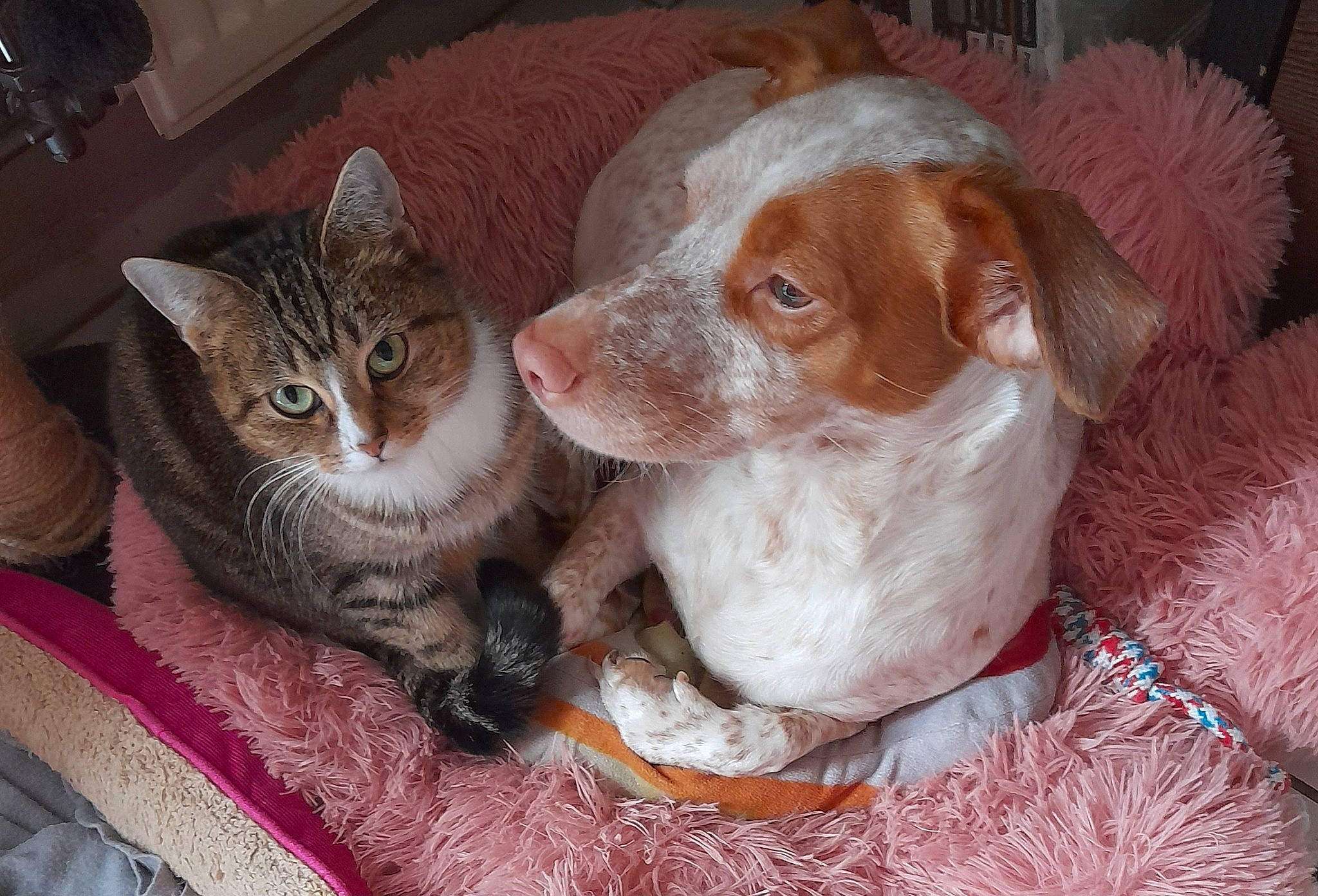 Lilly participe au concours pour gagner de l'argent avec cette photo : canidae, carnivore, cat, cat_supply, comfort, companion_dog, dog, dog_breed, domestic_short_haired_cat, fawn, felidae, fur, liver, paw, snout, sporting_group, tail, vertebrate, whiskers, working_animal