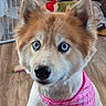 dog, puppy, fluffy, brown_and_white, blue_eyes, pointed_ears, black_nose, bandana, pink, plaid, pet, portrait, close_up, indoors, wood_floor, fan, furniture, sitting, cute, adorable