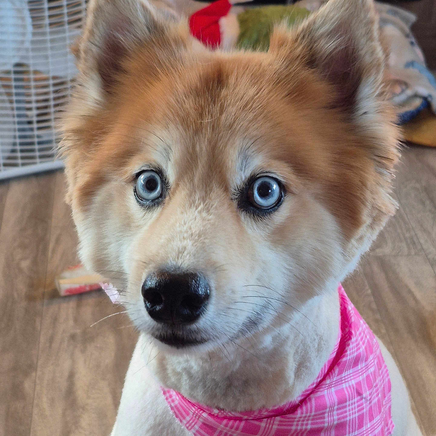Teton is registered to the contest to win money with this photo: dog, puppy, fluffy, brown_and_white, blue_eyes, pointed_ears, black_nose, bandana, pink, plaid, pet, portrait, close_up, indoors, wood_floor, fan, furniture, sitting, cute, adorable