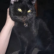 Gizmo joined the competition — help win amazing prizes! black_cat, cat, pet, animal, feline, yellow_eyes, glowing_eyes, indoor, hand, human_hand, sitting, fur, whiskers, collar, bell, tag, dark_background, texture, close_up, domestic_cat