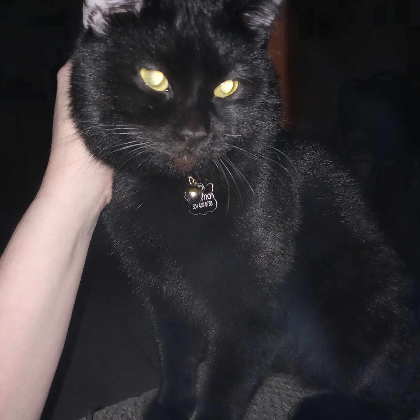 Gizmo joined the competition — help win amazing prizes! animal, bell, black_cat, cat, close_up, collar, dark_background, domestic_cat, feline, fur, glowing_eyes, hand, human_hand, indoor, pet, sitting, tag, texture, whiskers, yellow_eyes