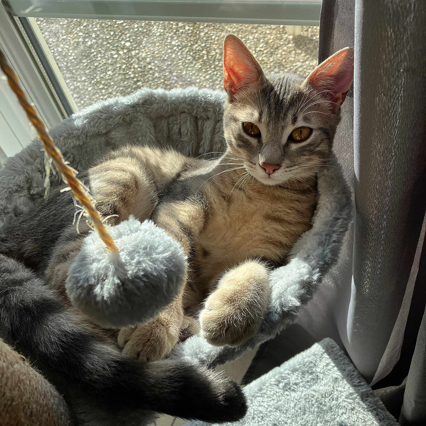 Aégon a rejoint le concours — aidez-le/la à gagner de superbes lots ! bed, cat, cat_tree, cozy, curtain, feline, fur, golden_eyes, hammock, indoor, kitten, paw, pet, plush_toy, relaxing, shadow, sunlight, toy_ball, whiskers, window