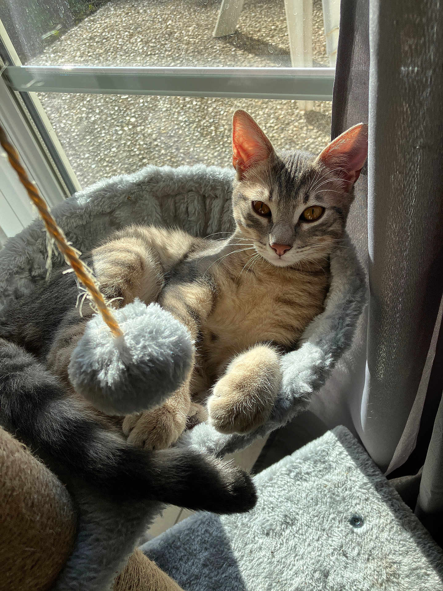 Aégon a rejoint le concours — aidez-le/la à gagner de superbes lots ! cat, kitten, pet, window, sunlight, cat_tree, plush_toy, hammock, curtain, paw, whiskers, fur, cozy, indoor, relaxing, feline, golden_eyes, bed, toy_ball, shadow