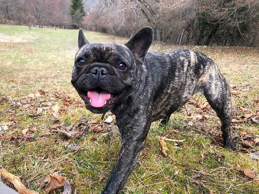 Niki a rejoint le concours — aidez-le/la à gagner de superbes lots ! american_bulldog, bulldog, canidae, carnivore, companion_dog, dog, dog_breed, fawn, french_bulldog, mammal, molosser, non_sporting_group, olde_english_bulldogge, perro_de_presa_mallorquin, rare_breed_dog, snout, sporting_group, toy_bulldog, vertebrate