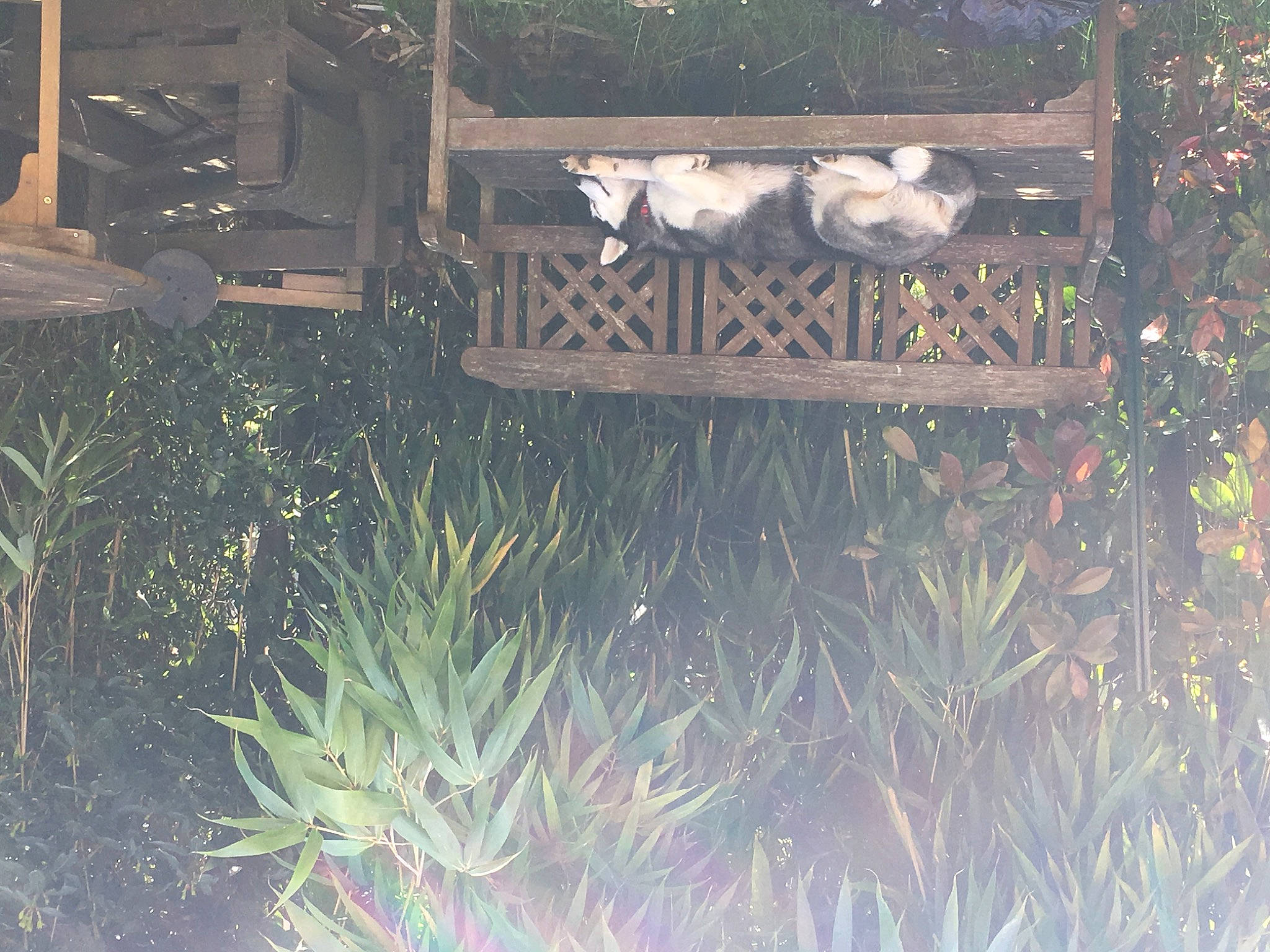 Neige a rejoint le concours — aidez-le/la à gagner de superbes lots ! aquatic_plant, botany, branch, christmas_ornament, conifer, event, evergreen, font, garden, grass, grass_family, headstone, landscape, leaf, plant, shrub, vegetation, winter, wood, woody_plant