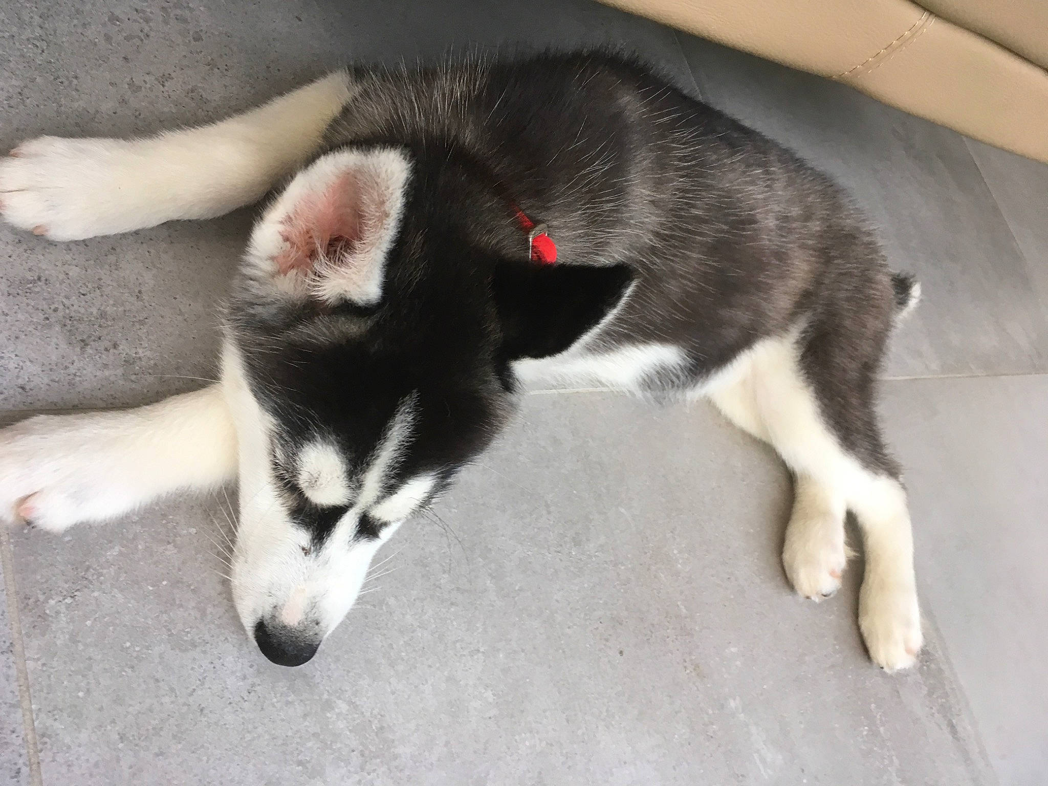 Neige a rejoint le concours — aidez-le/la à gagner de superbes lots ! canidae, canis, carnivore, claw, companion_dog, dog, dog_breed, fur, miniature_siberian_husky, paw, puppy, siberian_husky, sled_dog, snout, sporting_group, tail, terrestrial_animal, whiskers, working_animal, working_dog