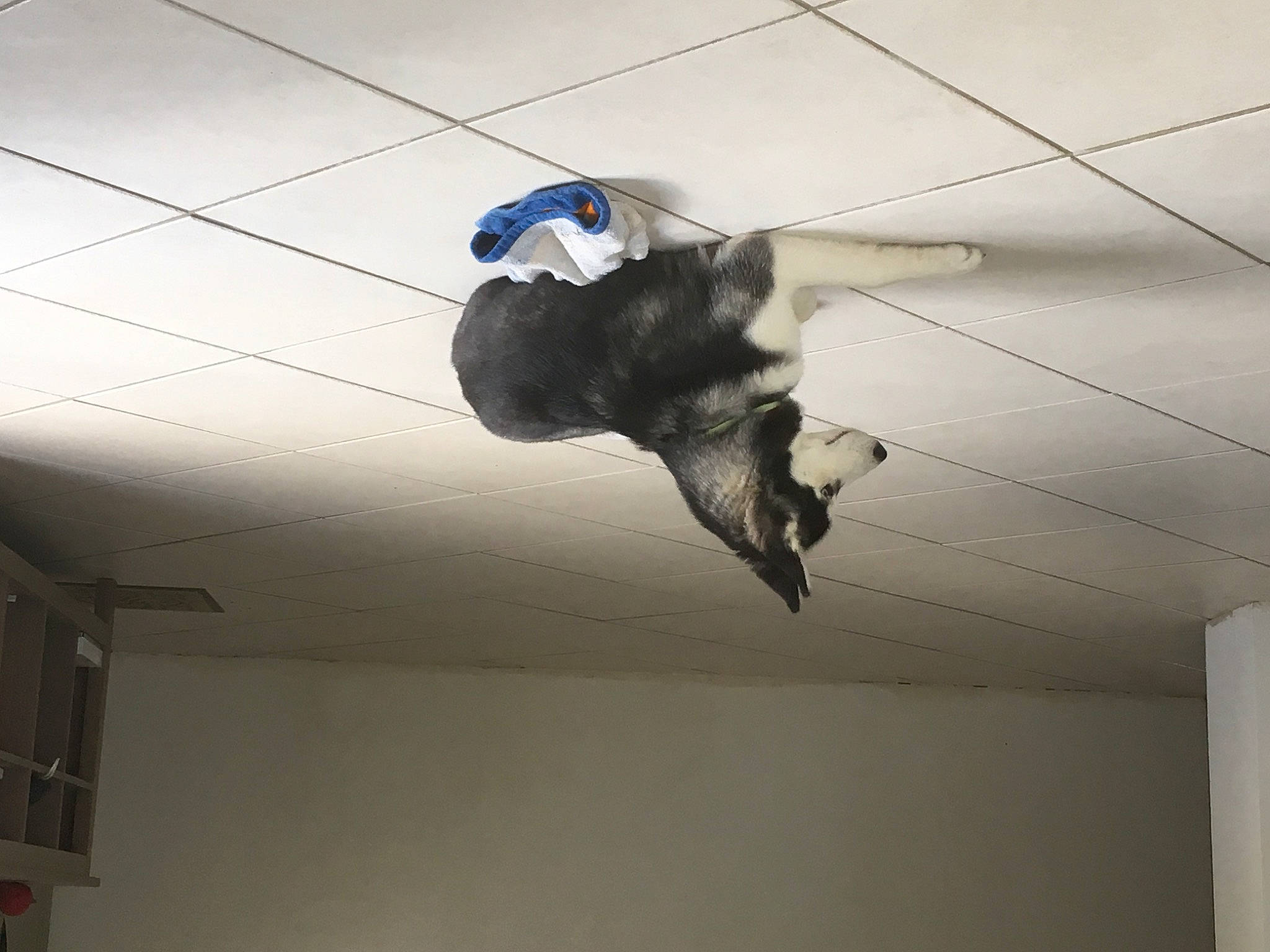 Neige participe au concours pour gagner de l'argent avec cette photo : canidae, carnivore, cat, ceiling, dog_breed, domestic_short_haired_cat, electric_blue, felidae, flooring, hardwood, plaster, recreation, shadow, small_to_medium_sized_cats, snout, sporting_group, tail, whiskers, wing, wood