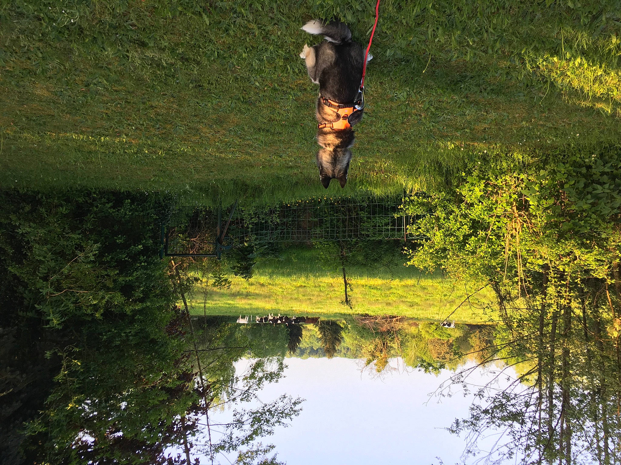 Neige participe au concours pour gagner de l'argent avec cette photo : bank, biome, branch, forest, grass, jeans, lacustrine_plain, lake, landscape, leisure, light, natural_landscape, people_in_nature, plant, sunlight, tints_and_shades, tree, trousers, water, watercourse