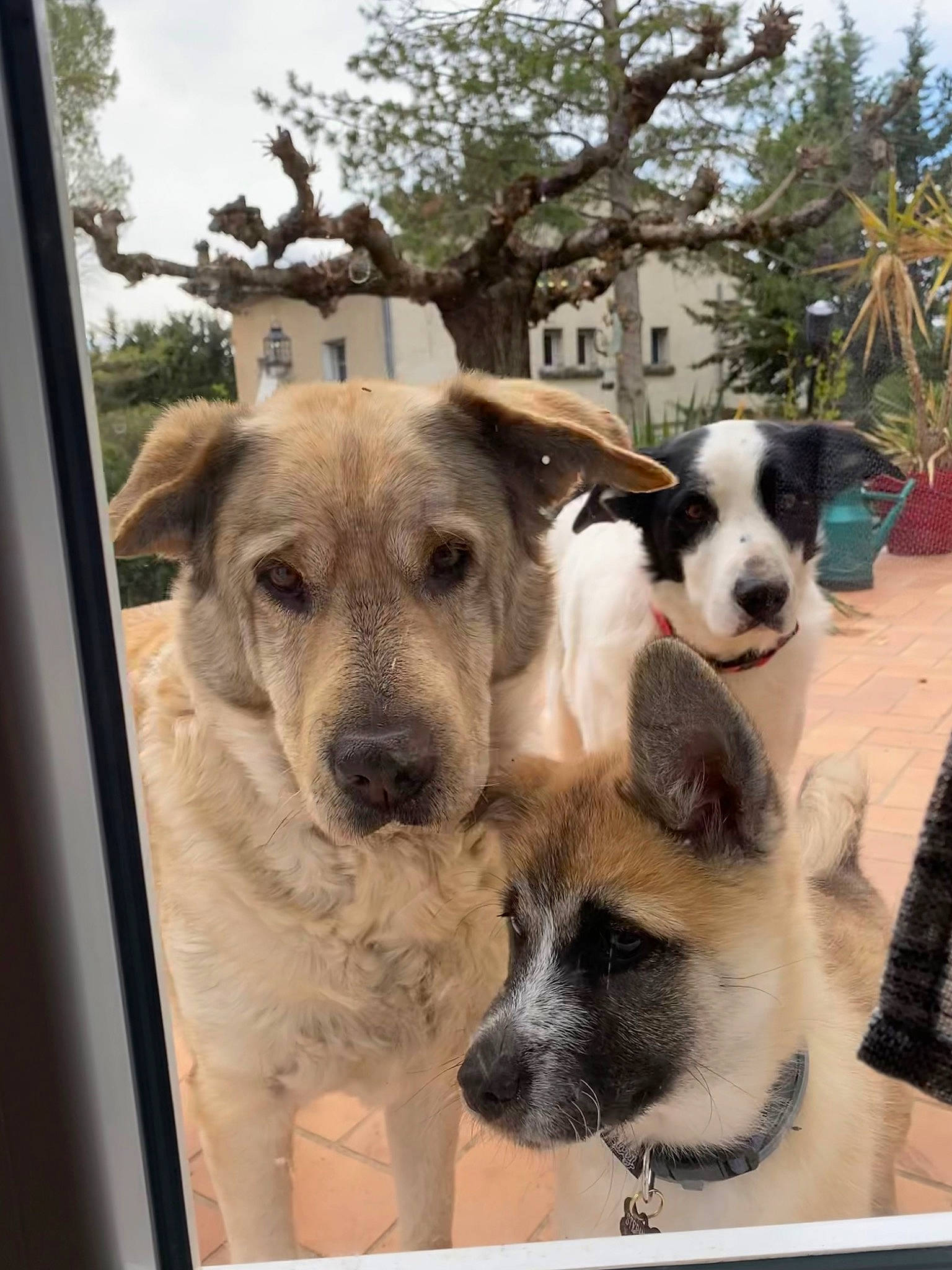 La Team participe au concours pour gagner de l'argent avec cette photo : art, building, canidae, carnivore, companion_dog, dog, dog_breed, fawn, metal, picture_frame, plant, rectangle, sky, snout, sporting_group, square, tree, whiskers, window, working_animal