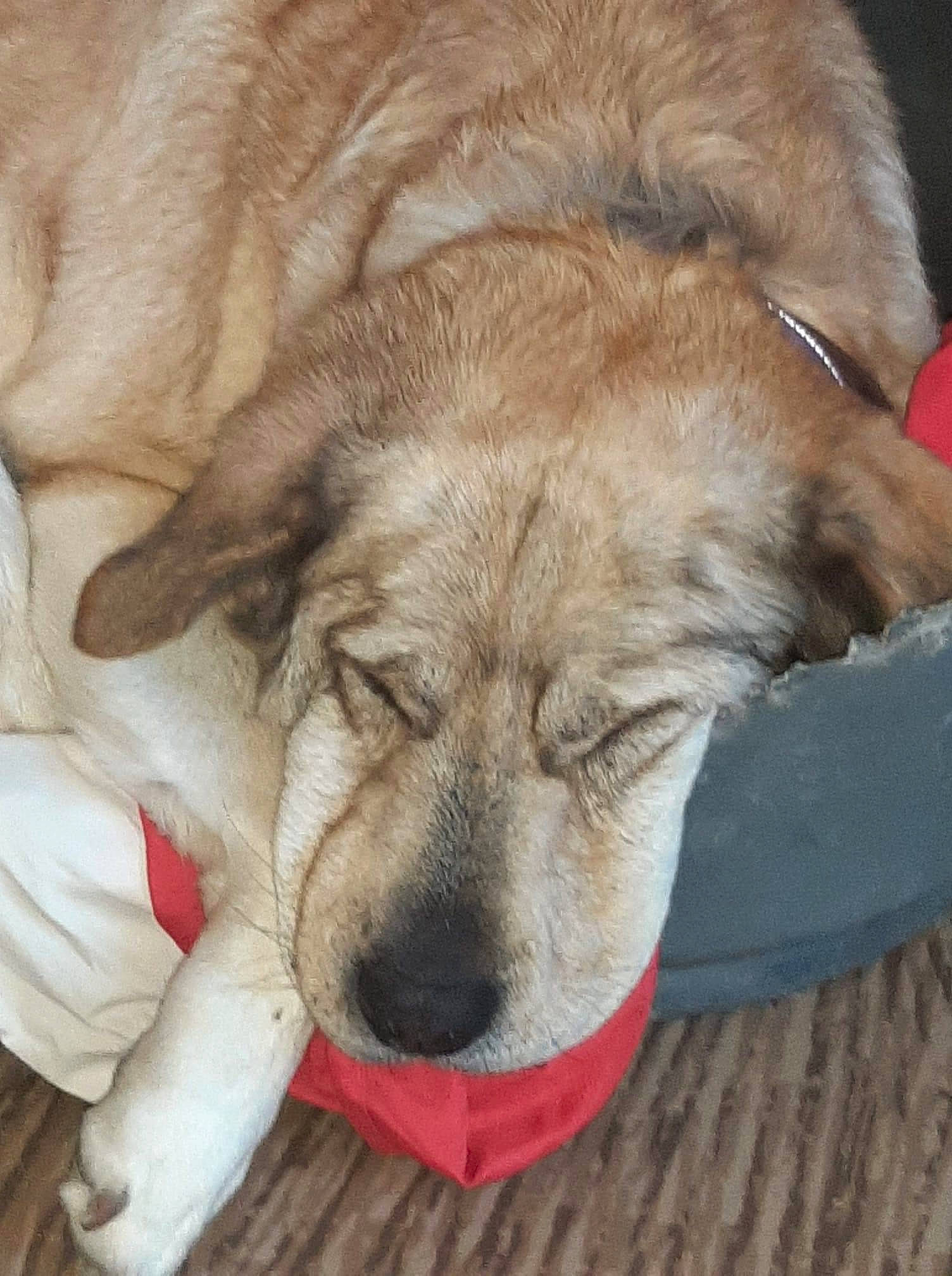 Clochette participe au concours pour gagner de l'argent avec cette photo : canidae, carnivore, comfort, companion_dog, dog, dog_breed, fawn, foot, fur, liver, paw, pet_supply, snout, sporting_group, tail, terrestrial_animal, whiskers, working_animal, wrinkle