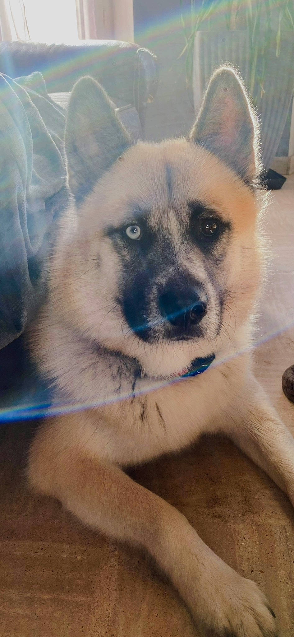 Aïko a rejoint le concours — aidez-le/la à gagner de superbes lots ! ancient_dog_breeds, canidae, canis, carnivore, companion_dog, dog, dog_breed, fawn, fur, herding_dog, non_sporting_group, snout, sporting_group, terrestrial_animal, whiskers, wildlife, working_animal, working_dog