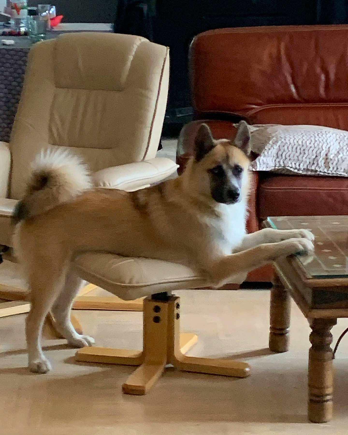 Aïko participe au concours pour gagner de l'argent avec cette photo : canidae, carnivore, chair, collar, comfort, companion_dog, couch, dog, dog_breed, fawn, flooring, furniture, hardwood, living_room, pet_supply, snout, table, tail, wood, working_animal