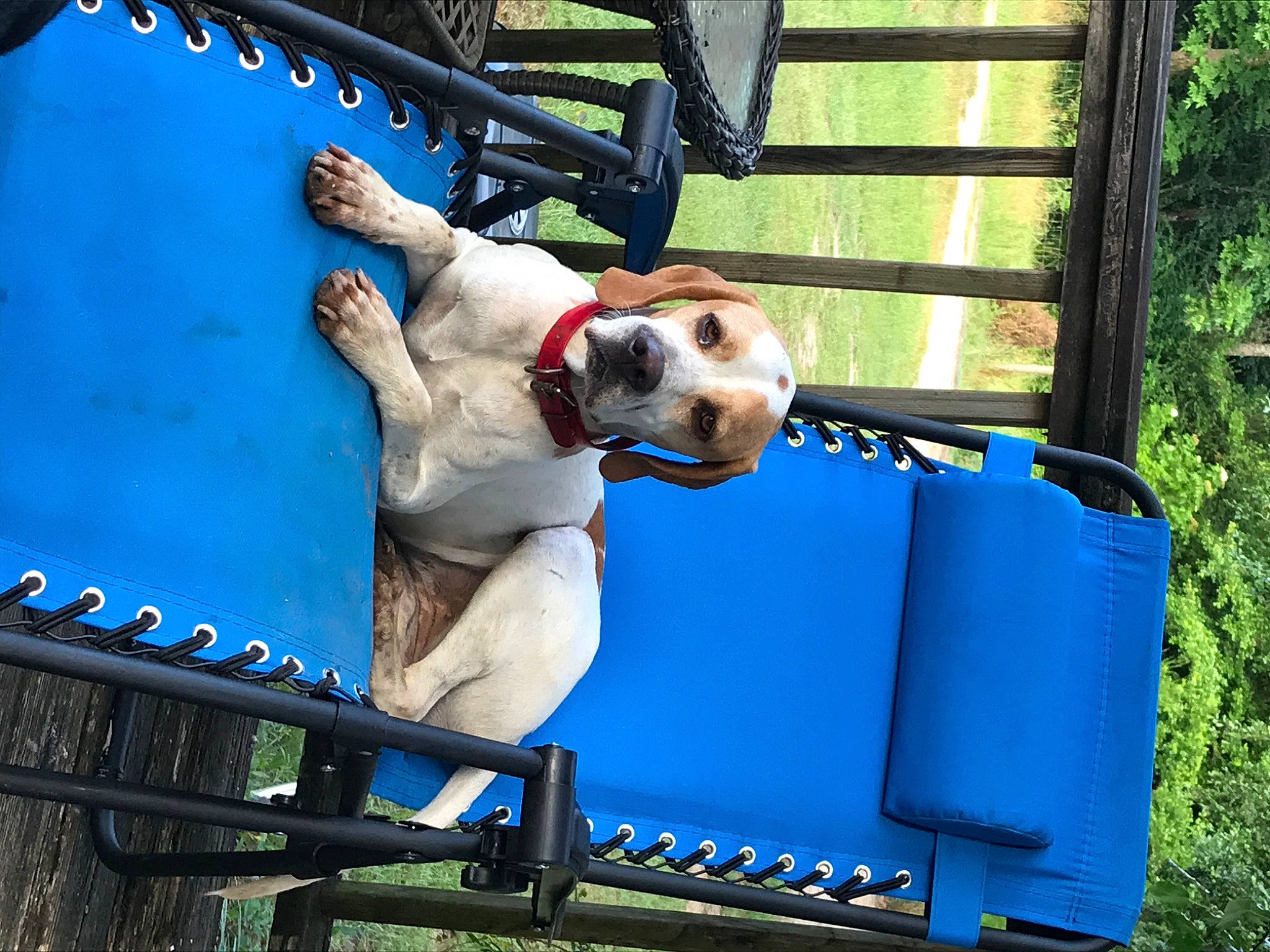 Ashley is registered to the contest to win money with this photo: blue, canidae, carnivore, collar, companion_dog, dog, dog_breed, dog_collar, dog_supply, electric_blue, fawn, fun, guard_dog, leisure, non_sporting_group, pet_supply, plant, recreation, sporting_group, working_animal