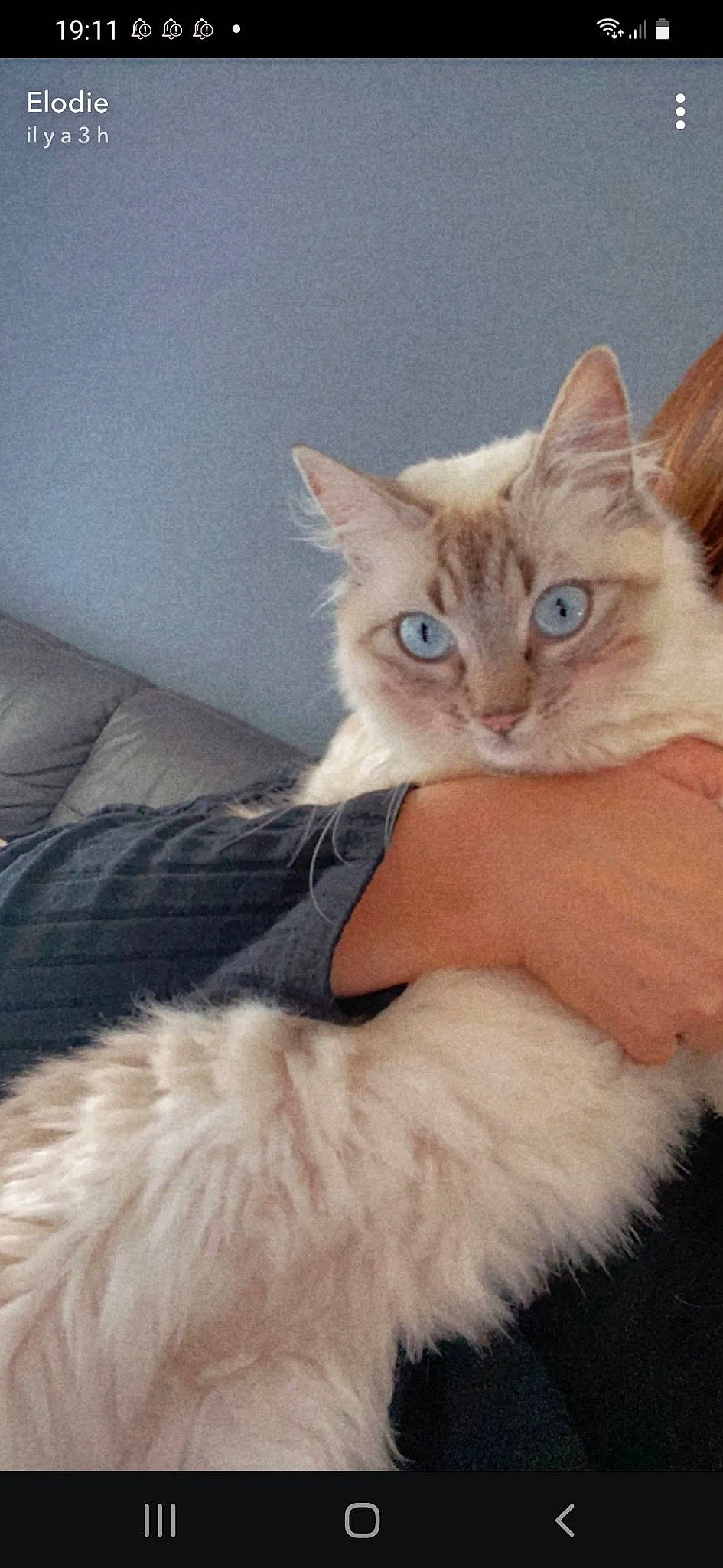 Bella participe au concours pour gagner de l'argent avec cette photo : carnivore, cat, claw, comfort, domestic_short_haired_cat, ear, eye, fawn, felidae, fur, iris, paw, small_to_medium_sized_cats, snout, tail, whiskers