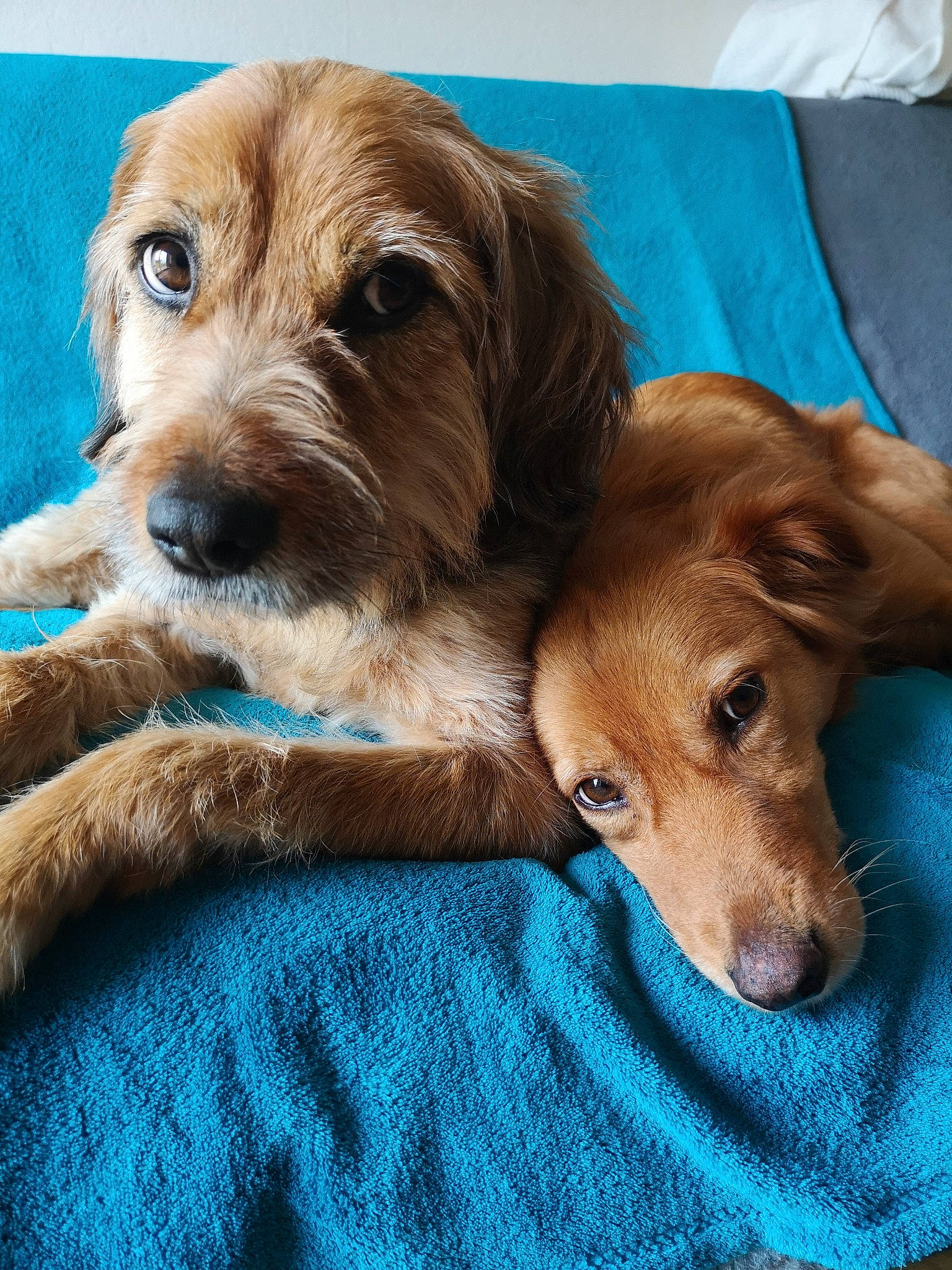 Shanna participe au concours pour gagner de l'argent avec cette photo : basset_fauve_de_bretagne, beagador, canidae, carnivore, cavapoo, cockapoo, companion_dog, dog, dog_breed, golden_retriever, goldendoodle, labradoodle, mammal, puppy, puppy_love, snout, sporting_group, vertebrate