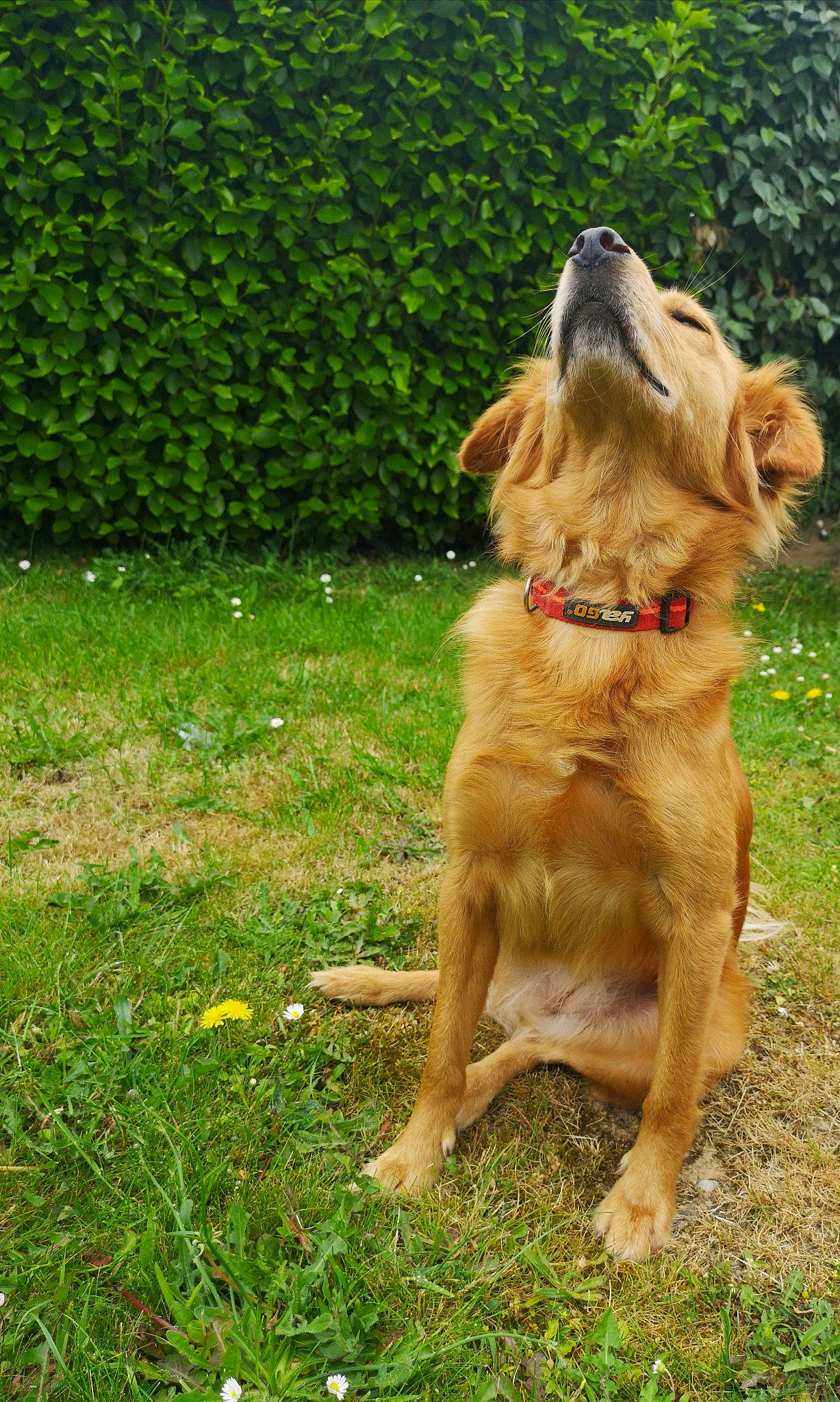 Shanna a rejoint le concours — aidez-le/la à gagner de superbes lots ! basque_shepherd_dog, canidae, carnivore, companion_dog, dog, dog_breed, fawn, golden_retriever, grass, hovawart, mammal, nova_scotia_duck_tolling_retriever, retriever, sporting_group, vertebrate