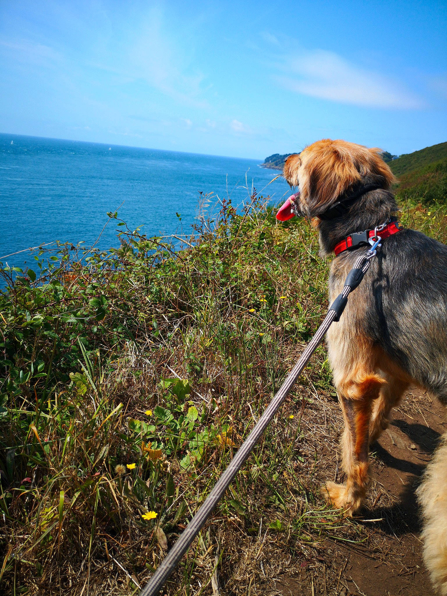 Fifille a rejoint le concours — aidez-le/la à gagner de superbes lots ! adventure, canidae, carnivore, coast, coastal_and_oceanic_landforms, dog, dog_breed, dog_hiking, dog_walking, fashion_accessory, hiking, hiking_equipment, lake, leash, mountain, recreation, sporting_group, trail, vacation, walking