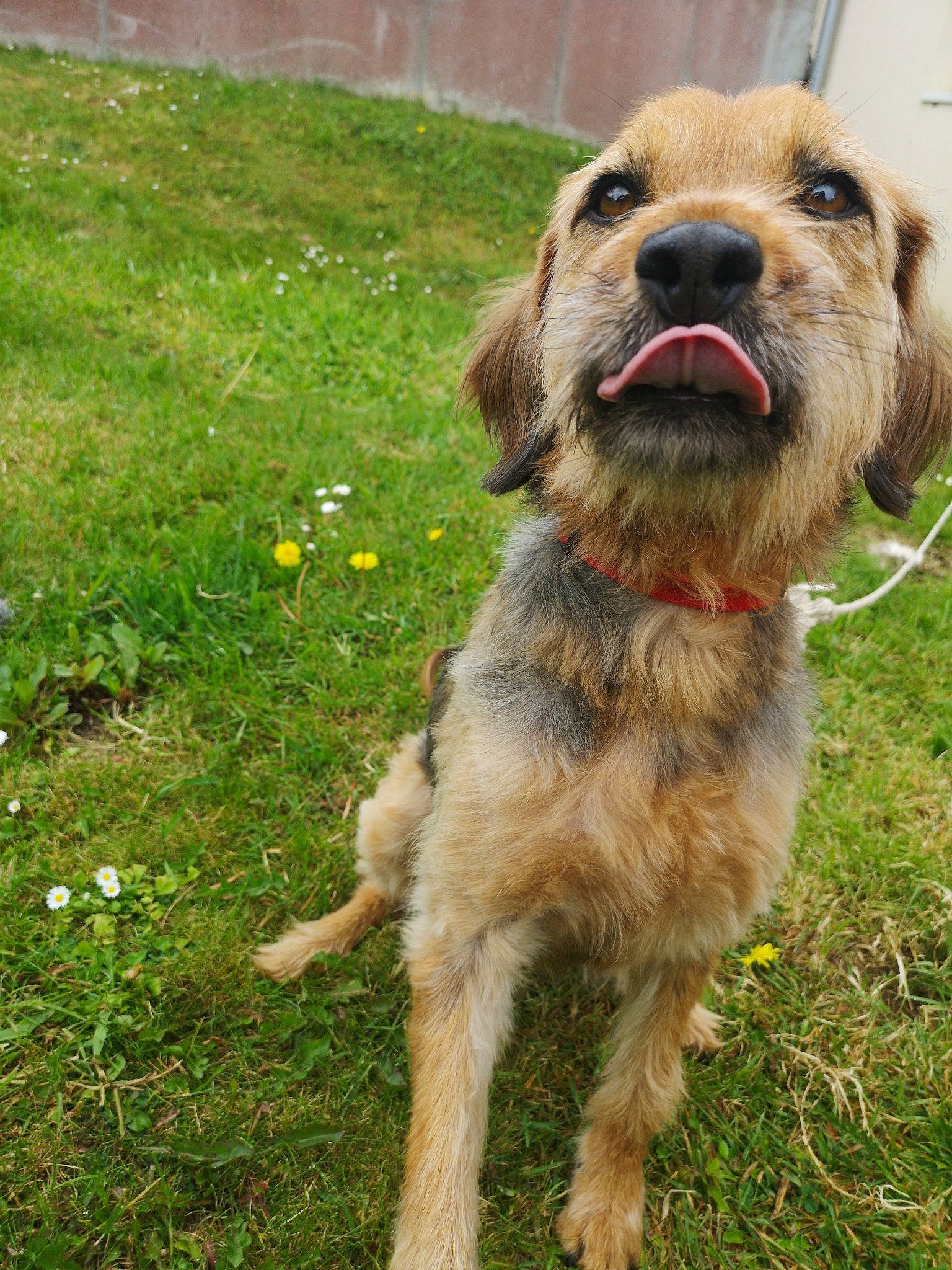 Fifille a rejoint le concours — aidez-le/la à gagner de superbes lots ! basset_fauve_de_bretagne, border_terrier, bosnian_coarse_haired_hound, canidae, carnivore, companion_dog, dog, dog_breed, dutch_smoushond, fawn, mammal, rare_breed_dog, snout, sporting_group, sporting_lucas_terrier, styrian_coarse_haired_hound, terrier, vertebrate