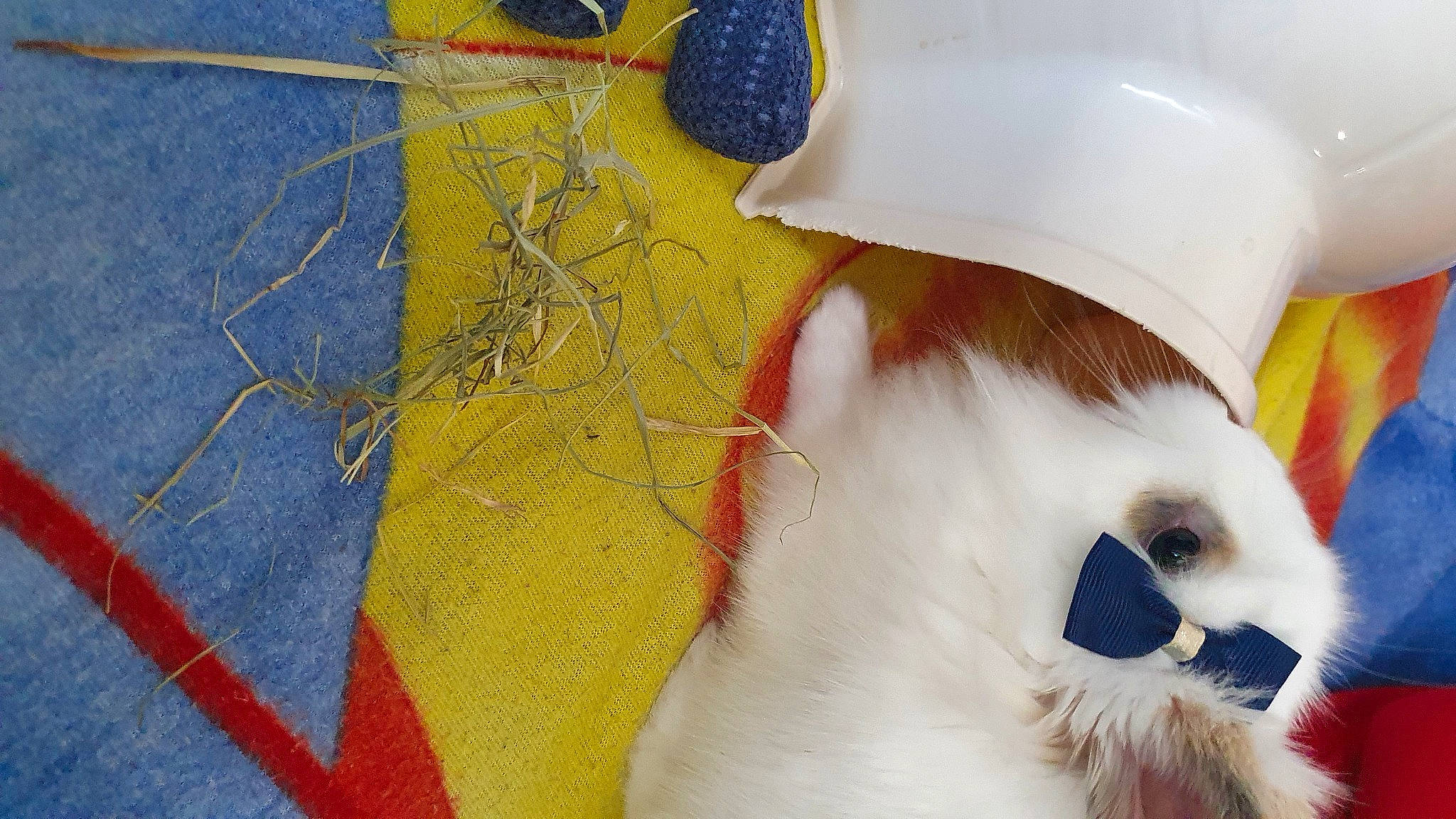 Eline a rejoint le concours — aidez-le/la à gagner de superbes lots ! art, carnivore, cat, creative_arts, electric_blue, felidae, fur, linens, paint, pattern, rectangle, small_to_medium_sized_cats, snout, stain, tail, tints_and_shades, visual_arts, whiskers, wood, wool