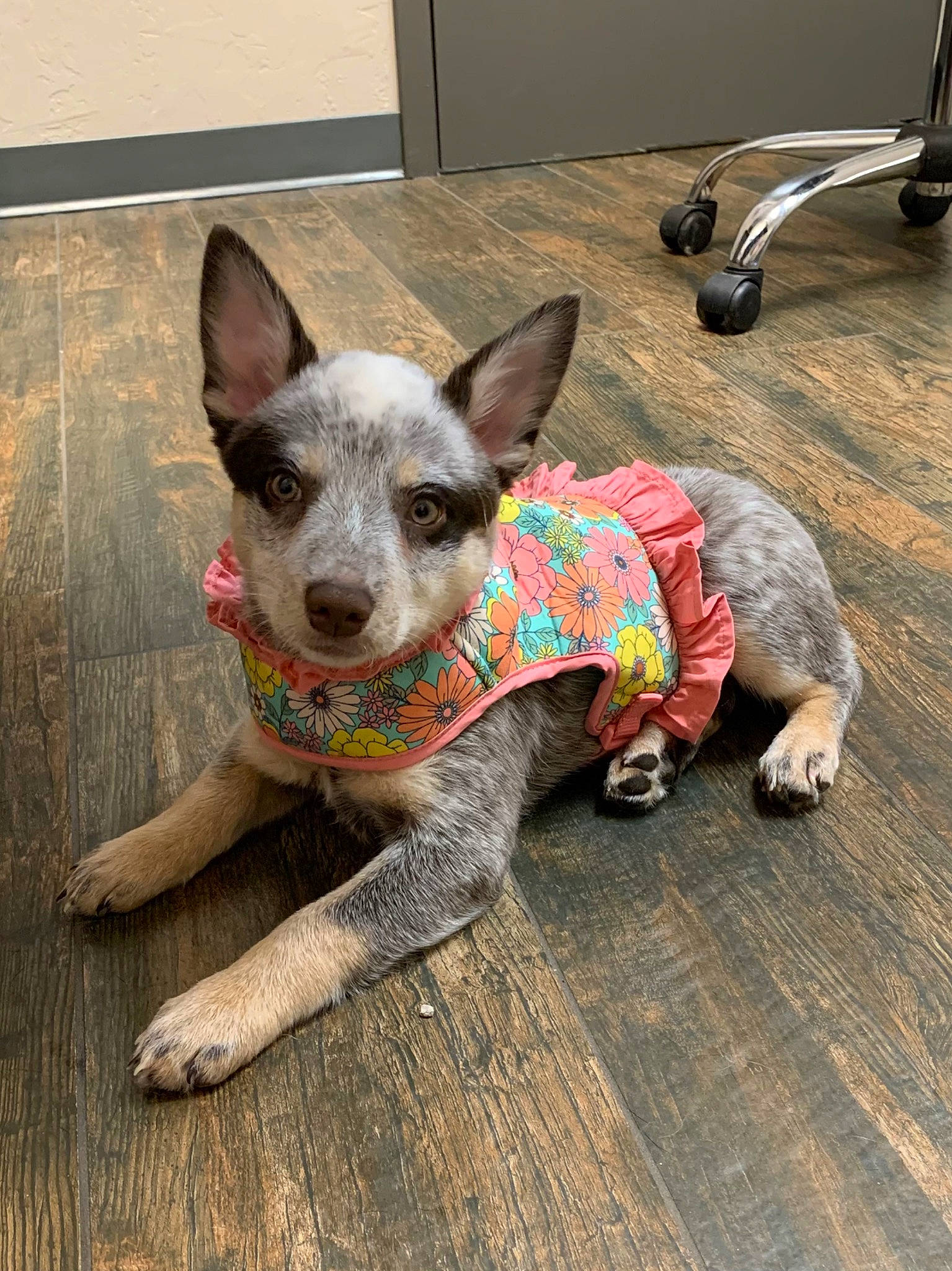 Bailey Sue joined the competition — help win amazing prizes! art, canidae, carnivore, companion_dog, dog, dog_breed, dog_clothes, dog_supply, fashion_accessory, fawn, flooring, grey, pattern, pet_supply, snout, sporting_group, terrestrial_animal, whiskers, wood, working_animal