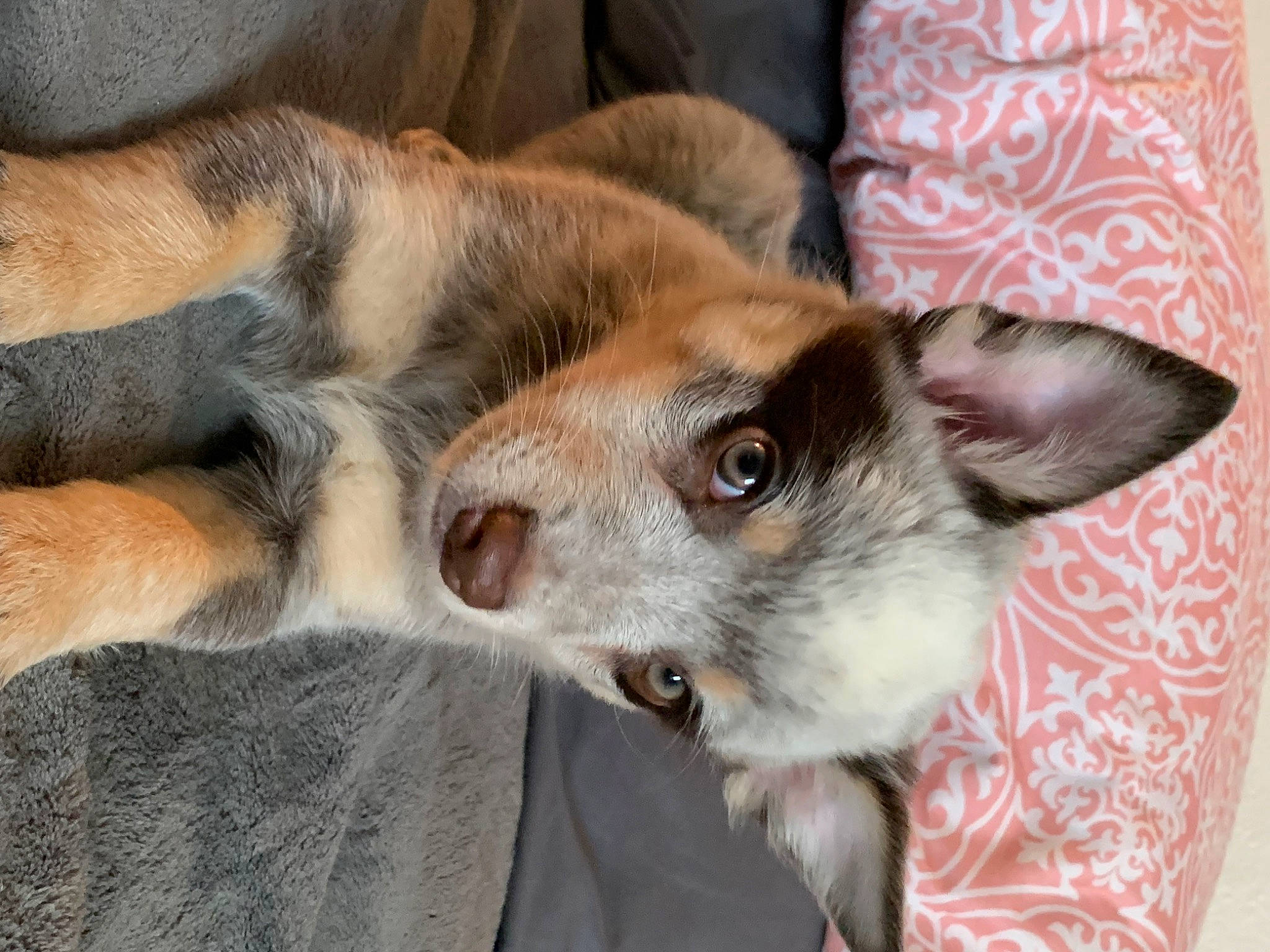 Bailey Sue is registered to the contest to win money with this photo: canidae, carnivore, comfort, companion_dog, couch, dog, dog_breed, ear, fawn, felidae, fur, paw, snout, sporting_group, terrestrial_animal, whiskers, working_animal