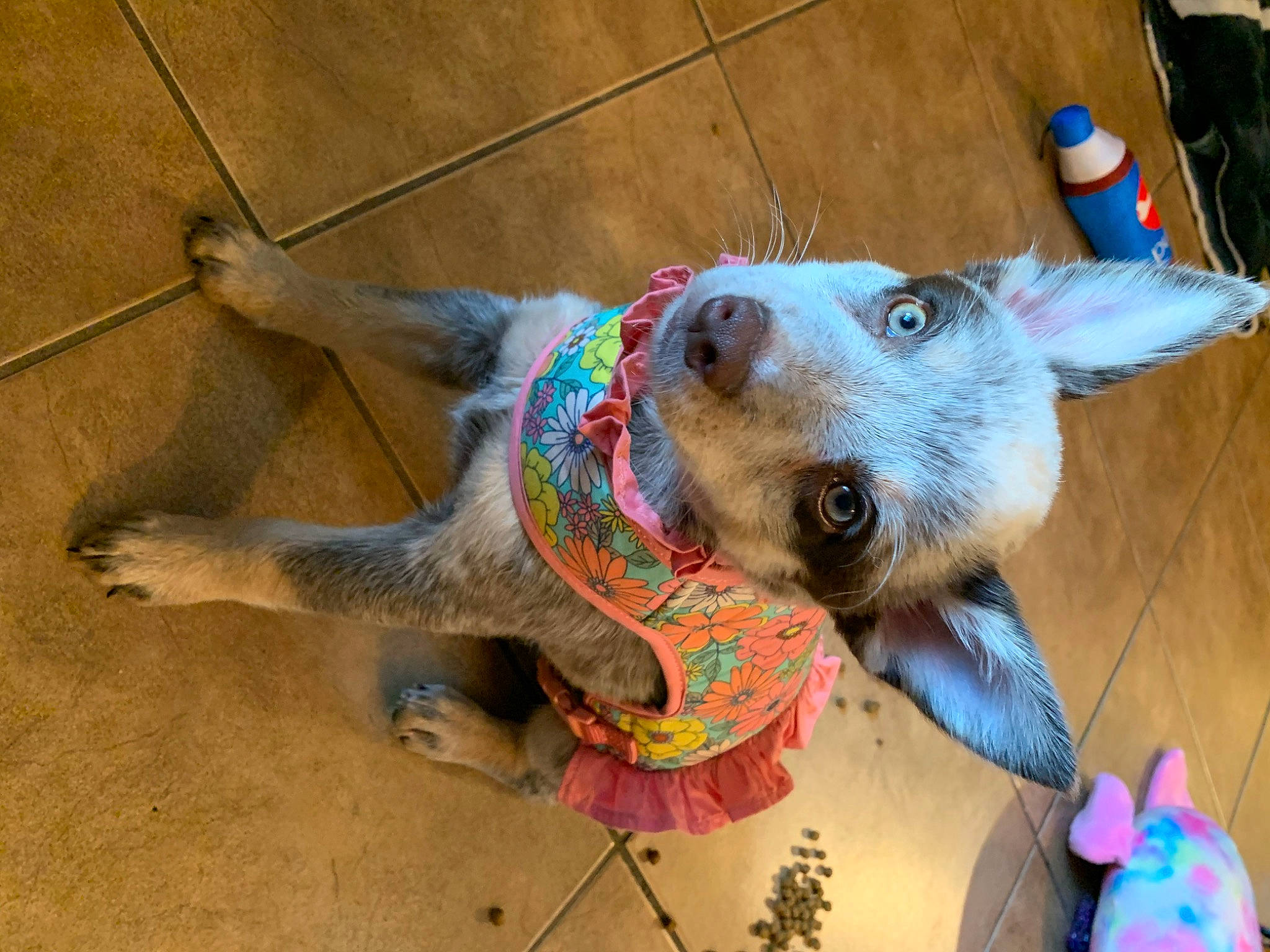Bailey Sue joined the competition — help win amazing prizes! art, carnivore, collar, companion_dog, dog, dog_breed, dog_clothes, dog_supply, ear, event, fawn, flooring, fur, pet_supply, snout, sporting_group, stuffed_toy, toy, whiskers, working_animal