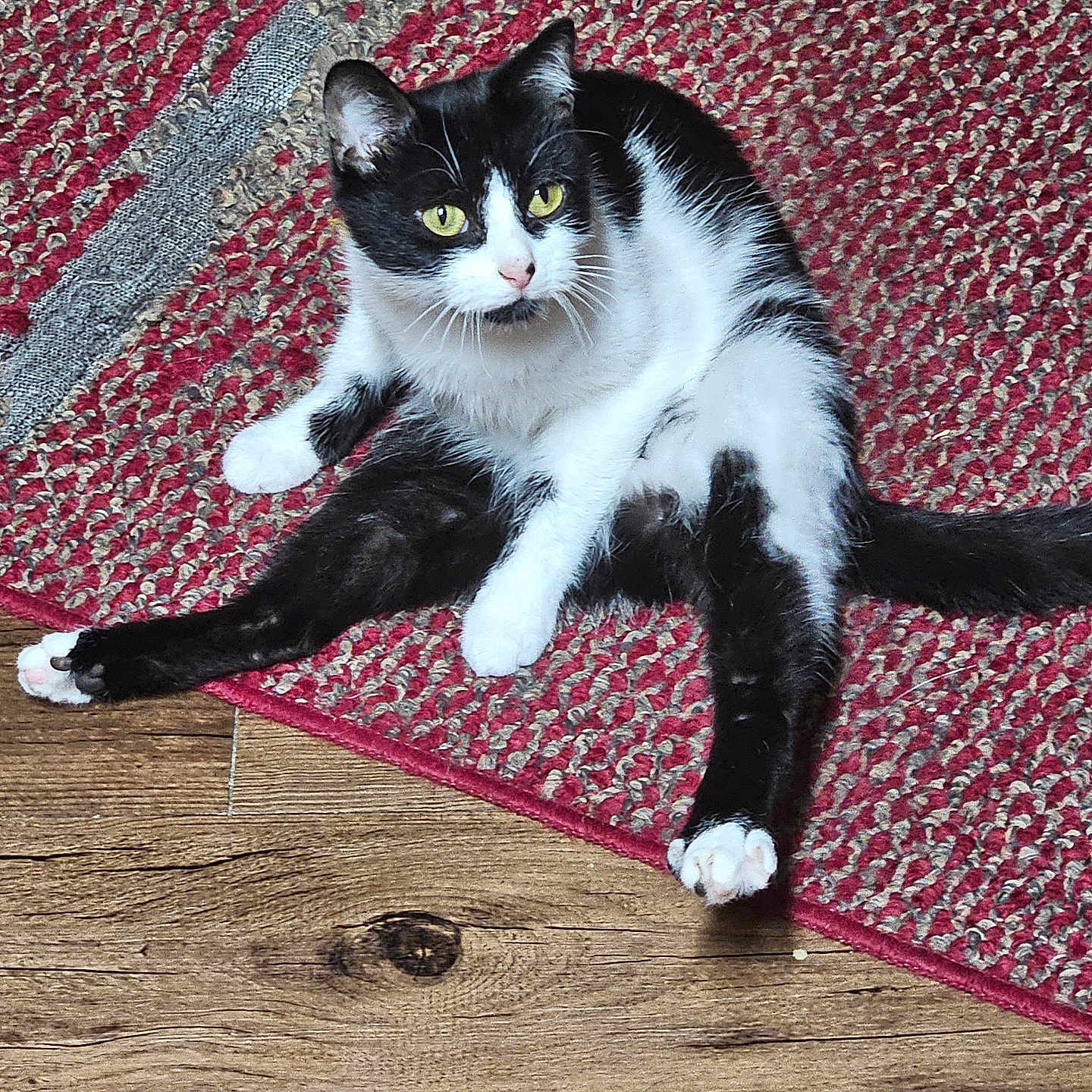 Jodi Marek is registered to the contest to win money with this photo: abyssinian, accessories, animal, applique, cat, hardwood, homedecor, indoors, interiordesign, kitten, manx, mat, pattern, pet, plywood, quilt, rug, stainedwood, strap, wood