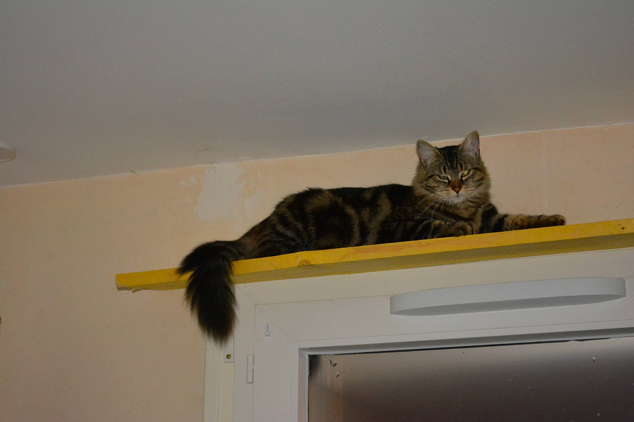 Jade a rejoint le concours — aidez-le/la à gagner de superbes lots ! carnivore, cat, ceiling, domestic_short_haired_cat, felidae, fur, grey, hardwood, molding, plaster, rectangle, room, shelf, shelving, small_to_medium_sized_cats, tail, whiskers, window, wood, wood_stain