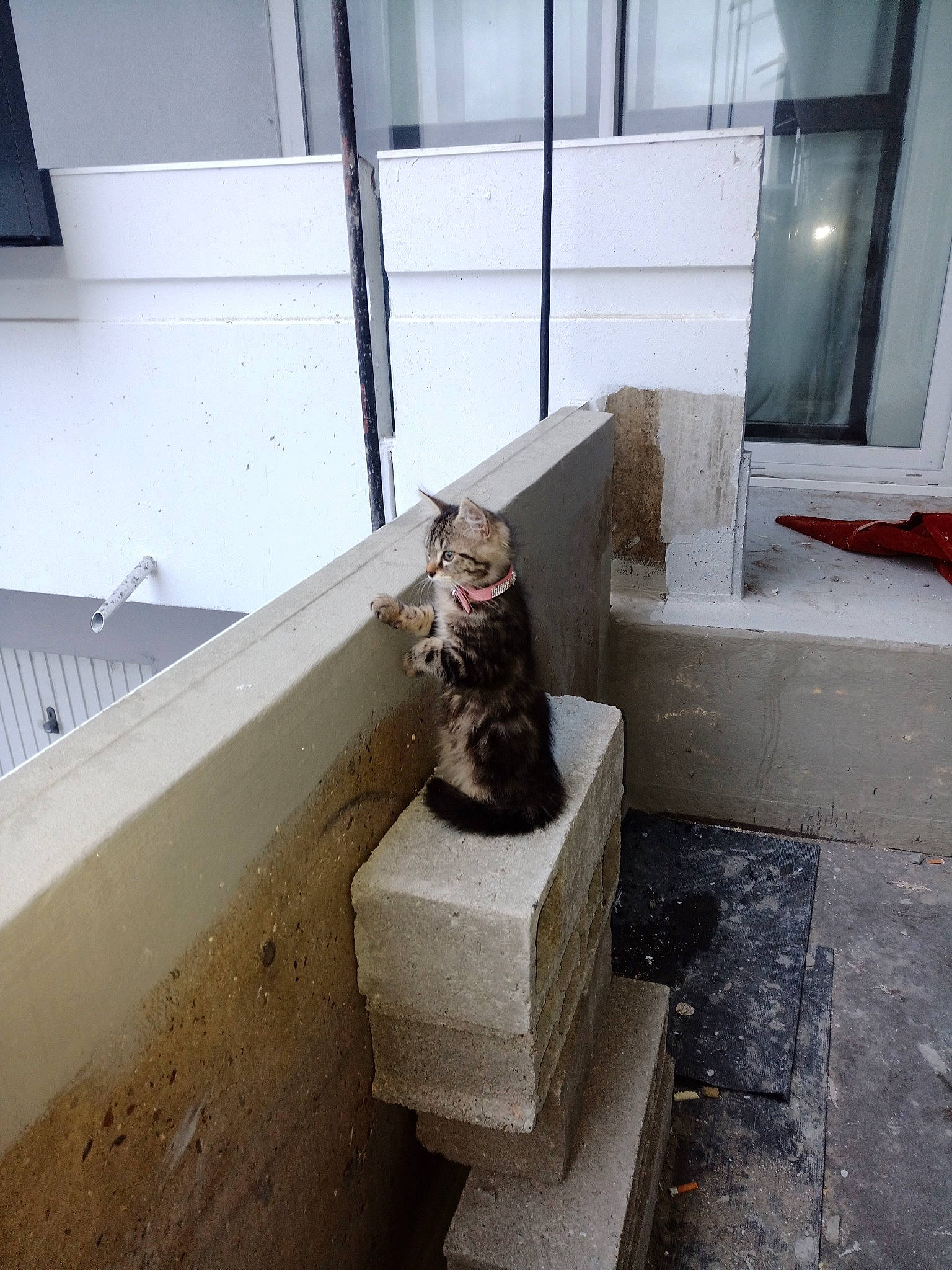 Jade participe au concours pour gagner de l'argent avec cette photo : carnivore, cat, composite_material, concrete, daylighting, felidae, floor, flooring, gas, grey, hardwood, metal, roof, room, sculpture, small_to_medium_sized_cats, stairs, tail, window, wood